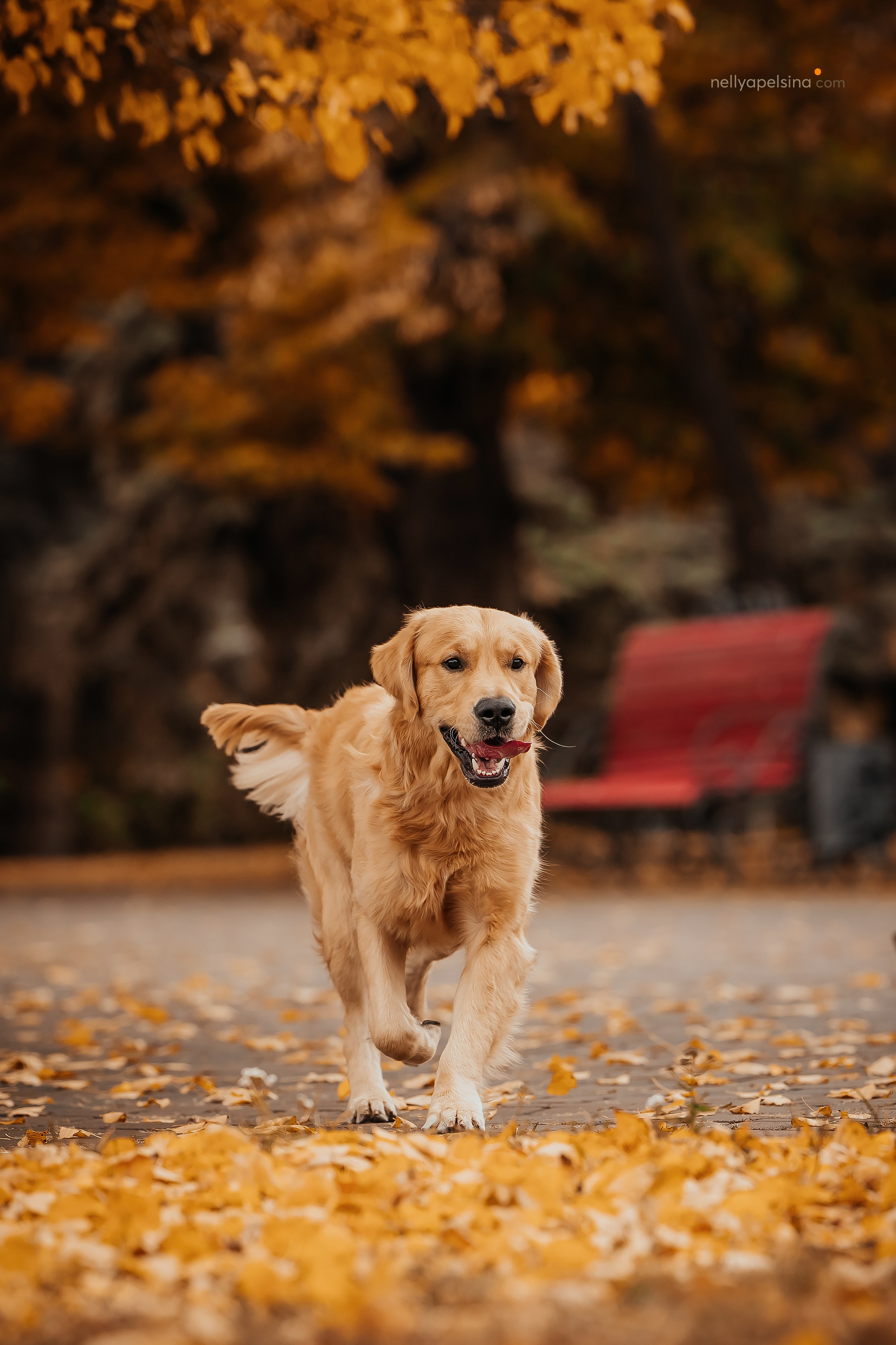 Настя, Дима, Олег и Арчи. Фотограф Нелли Самойлова