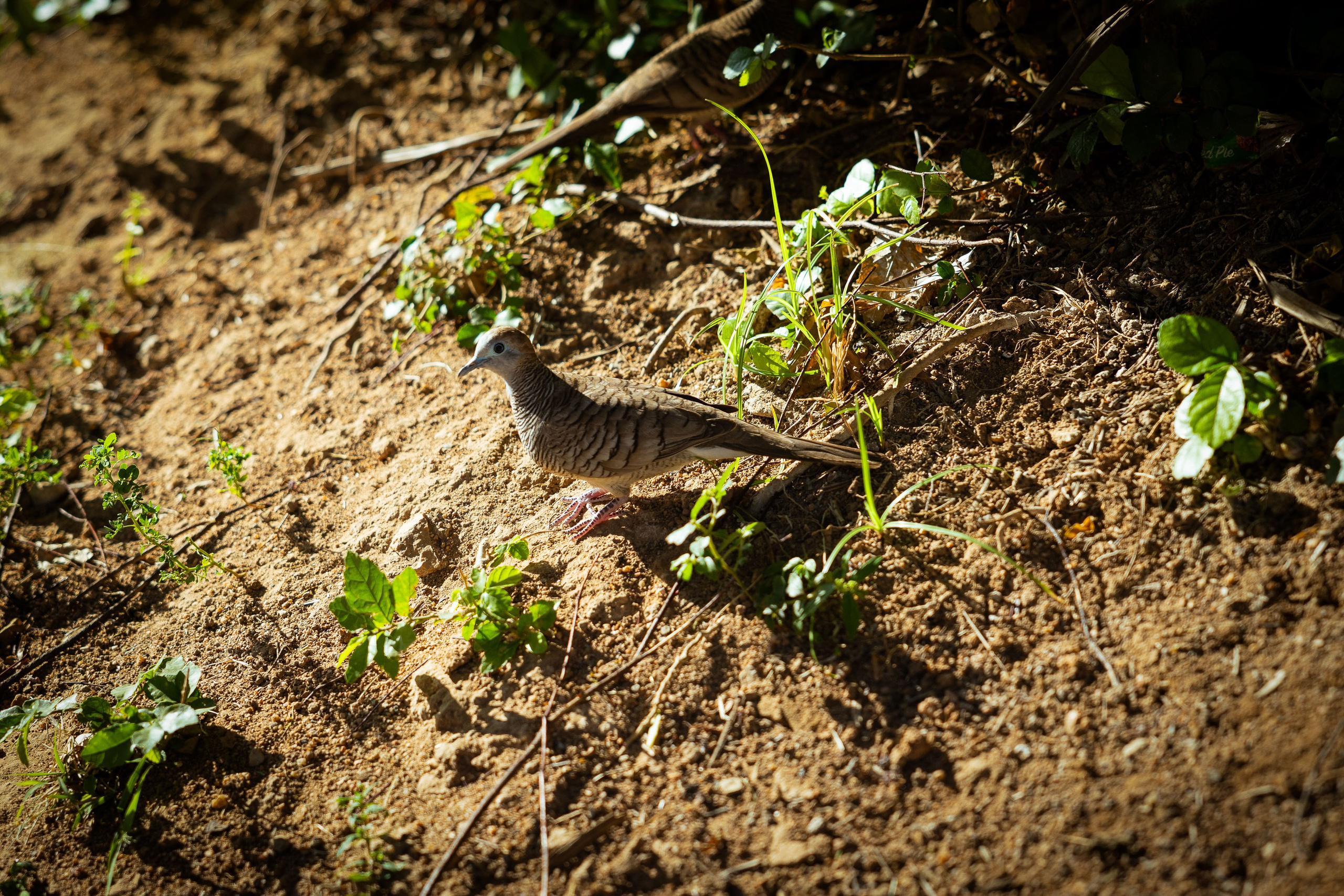 Таиланд (зима 2025). Фотограф Виноградов Константин