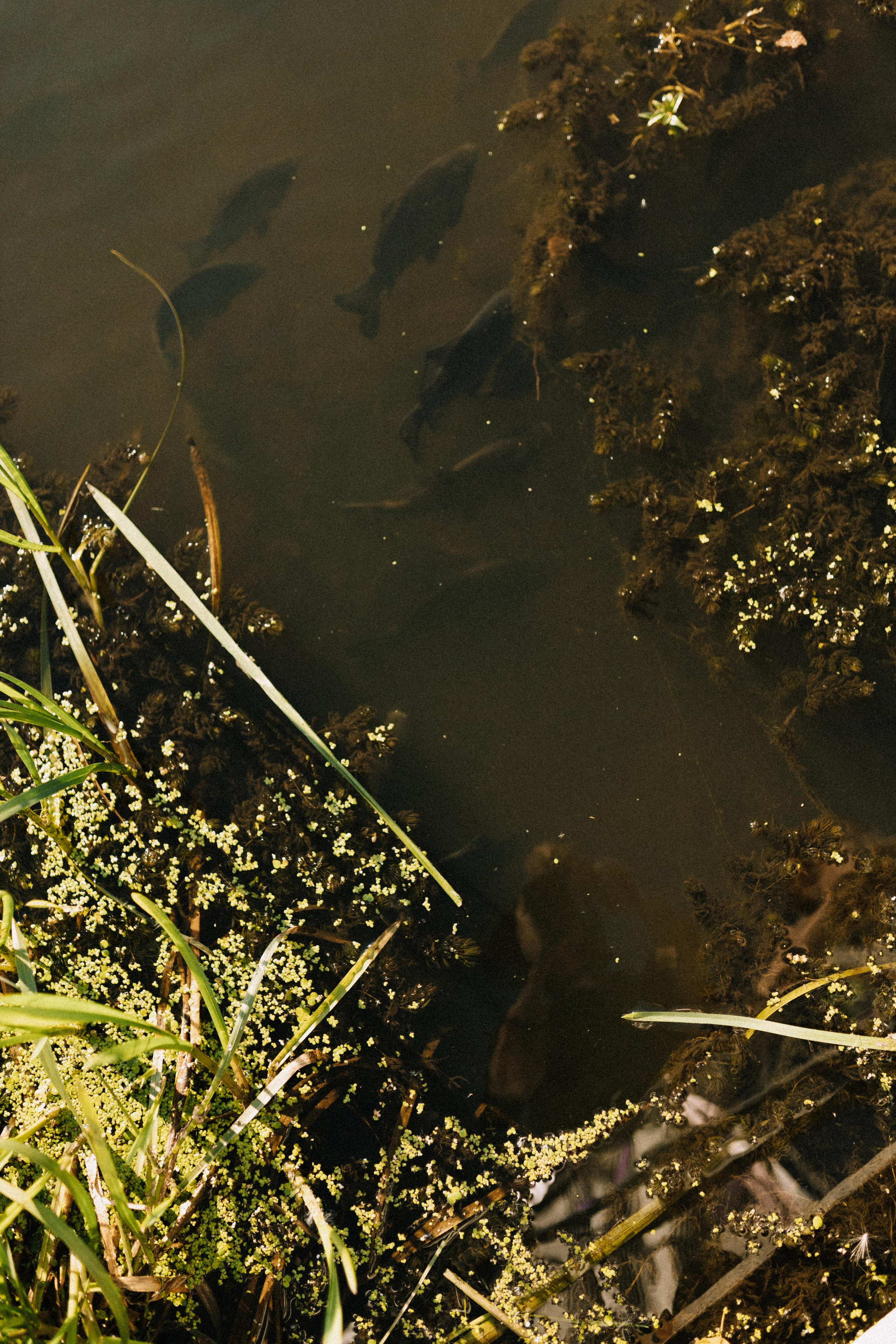 Мария и Александр