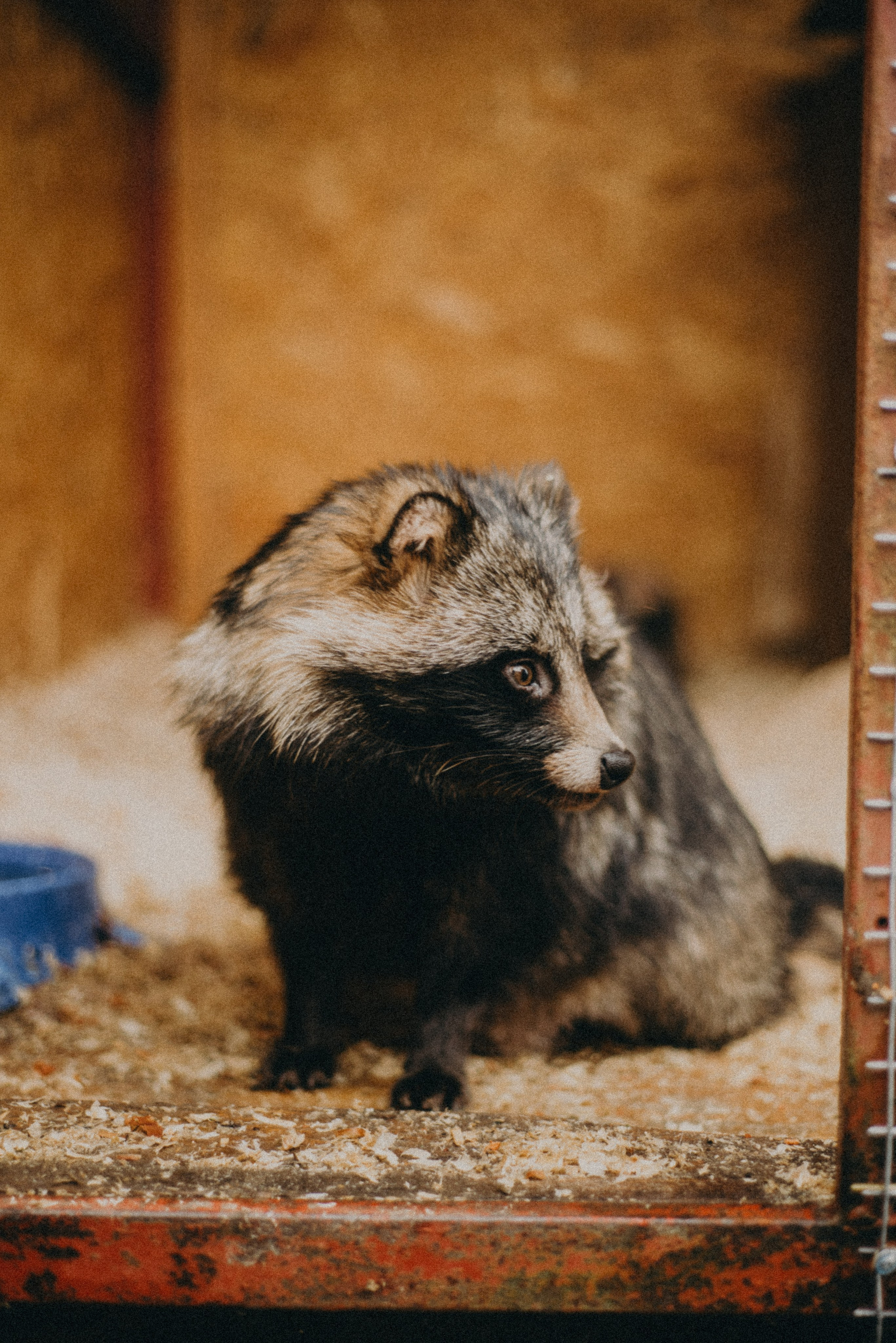 Сирин. Anita_photo