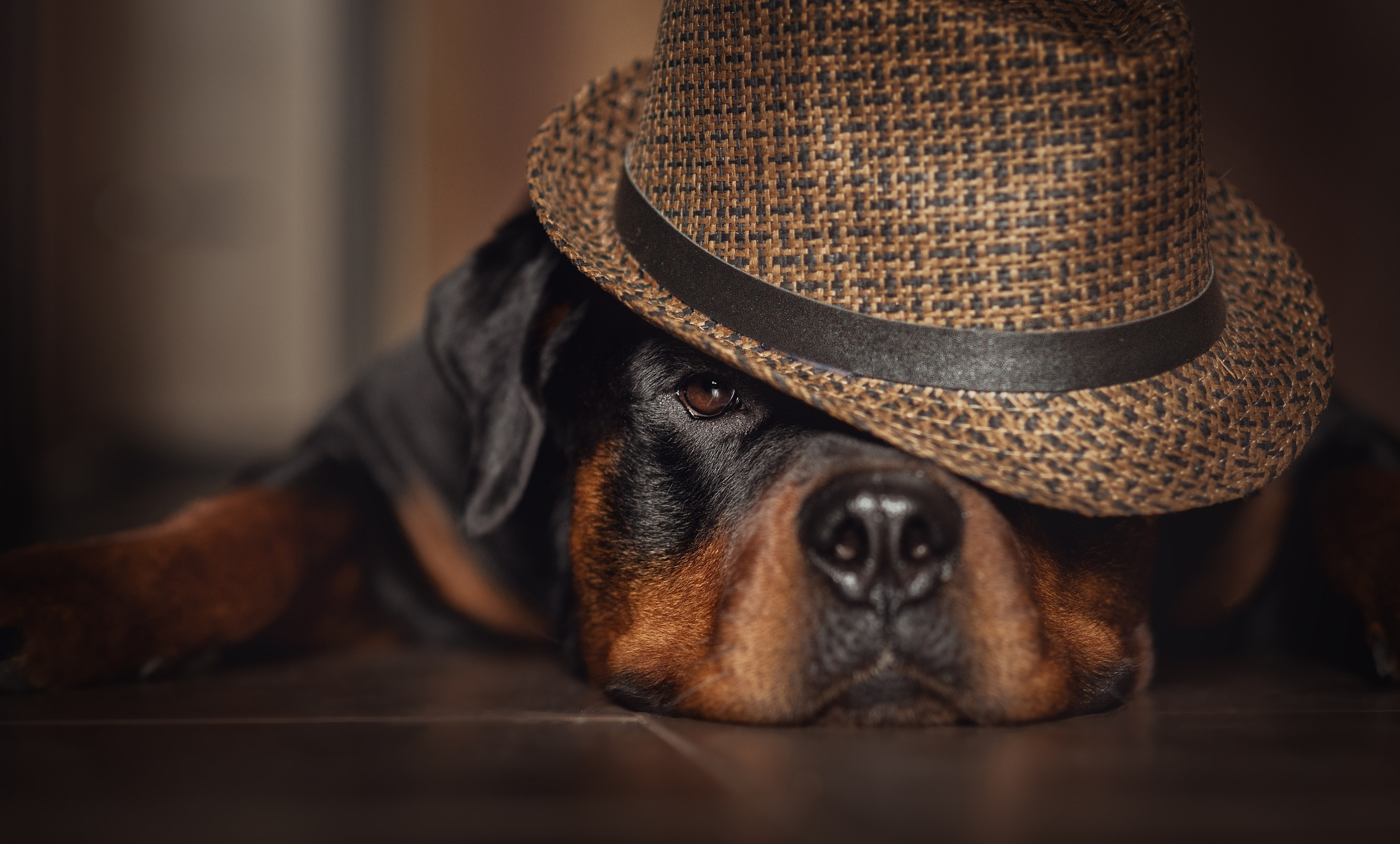 Кайрос. Фотограф анималист Ставрополь Яна Кудлай