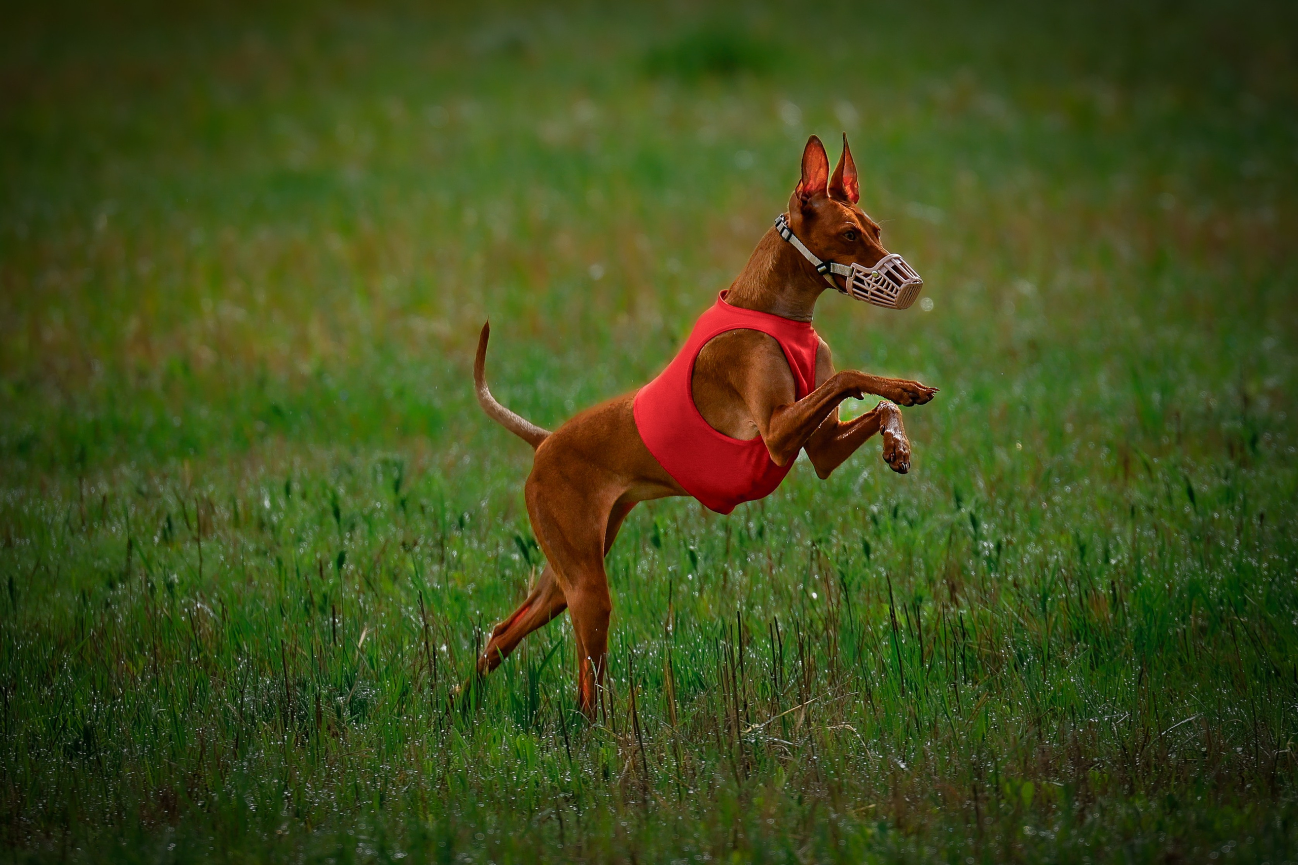 Собаки. Антонина Савельева Фотограф Ставрополь