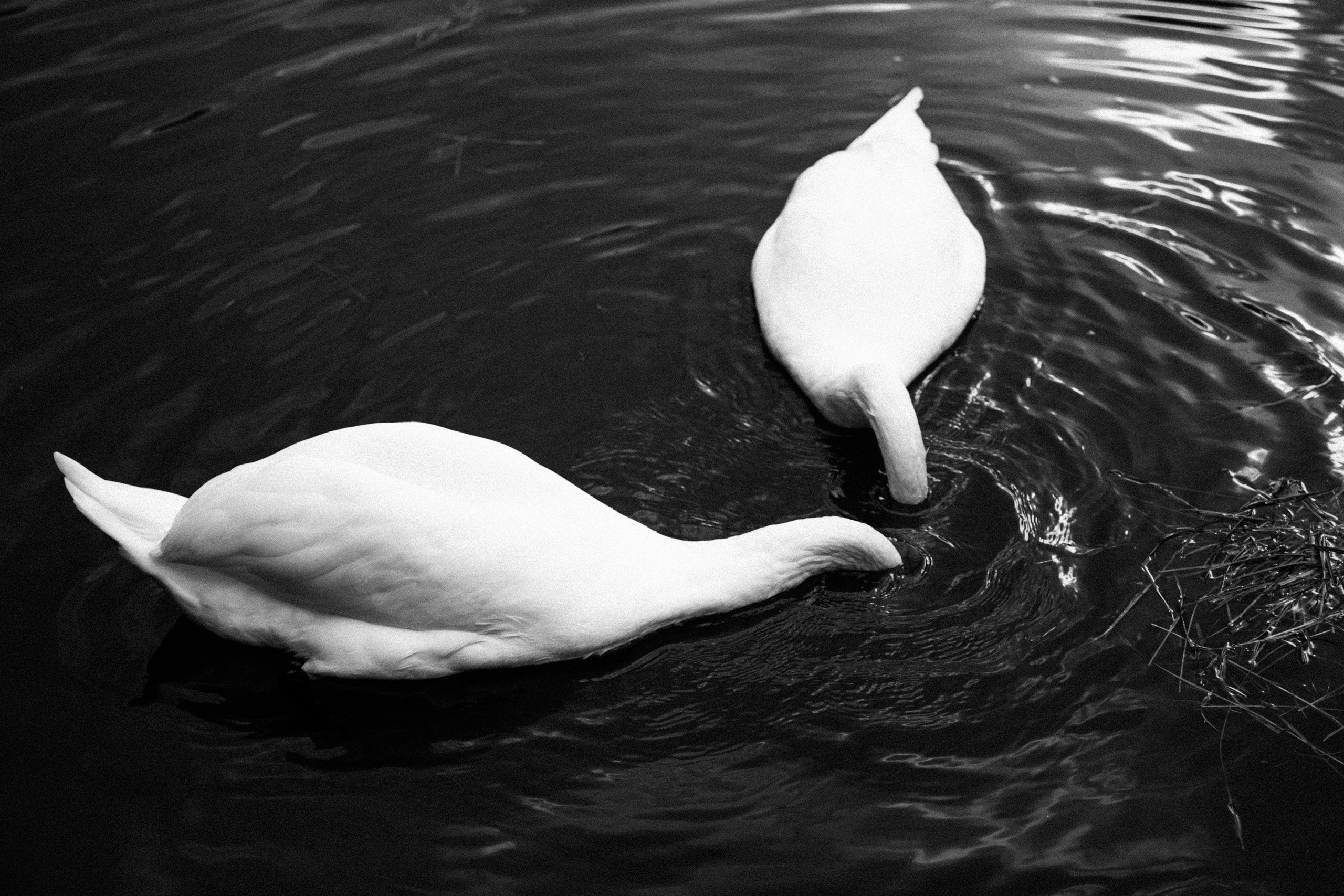 WE GOT ENGAGED IN GORKY PARK. Фотограф и визуальный художник в Туле / Николай Рейзвих