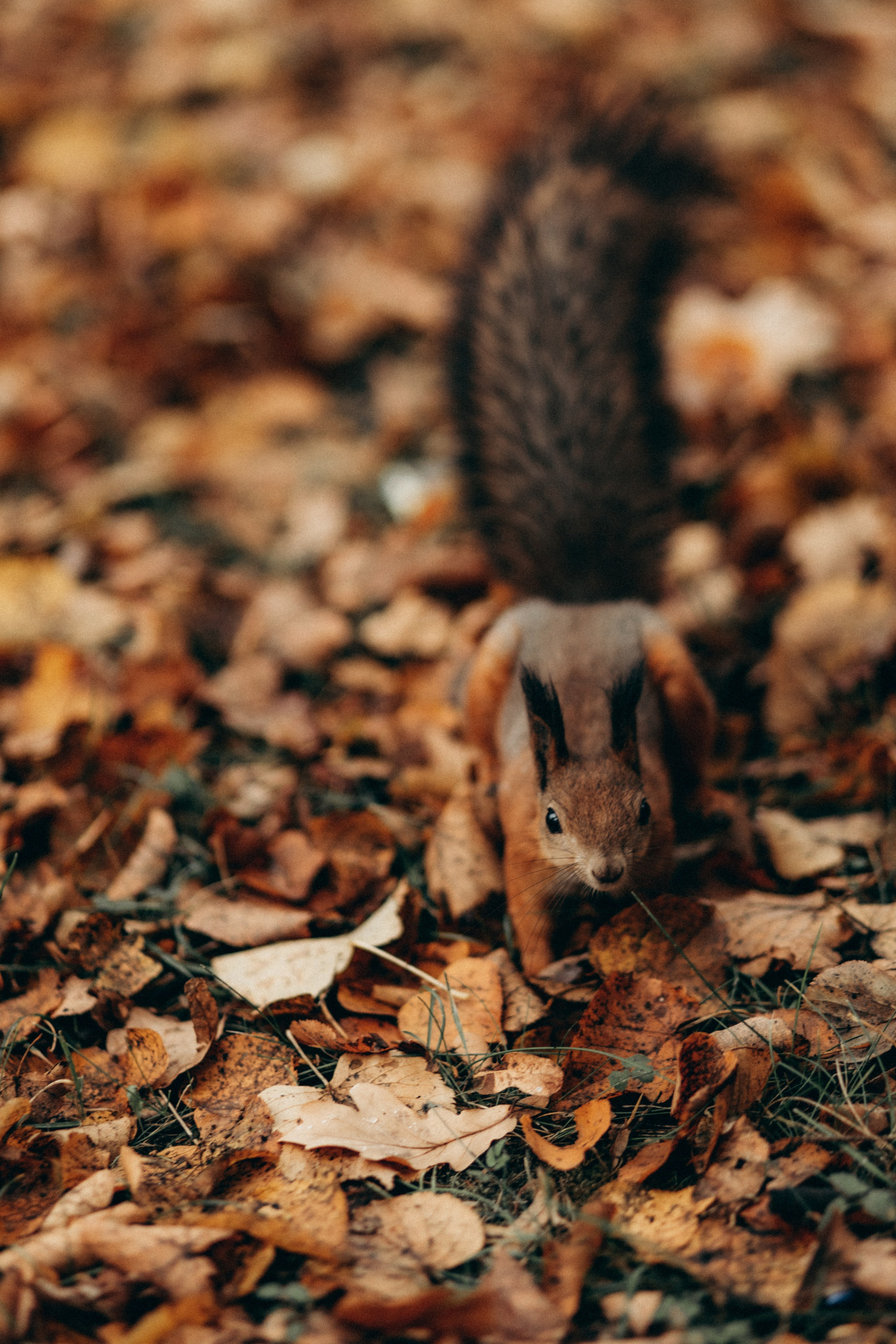Ксюша. Фотограф НОГИНСК, Москва, Анастасия Белая