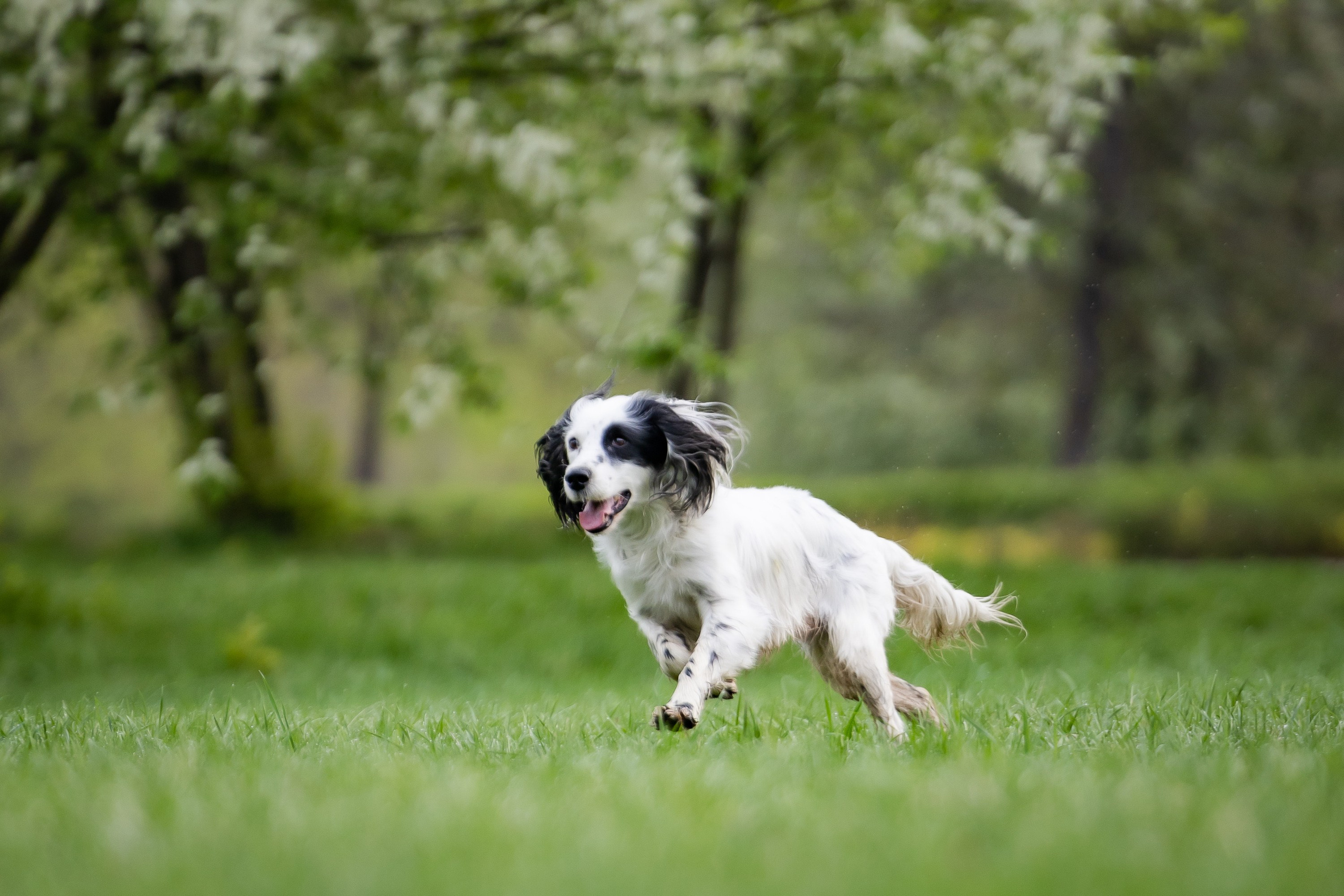 Животные. Фотограф Владимир Охрименко
