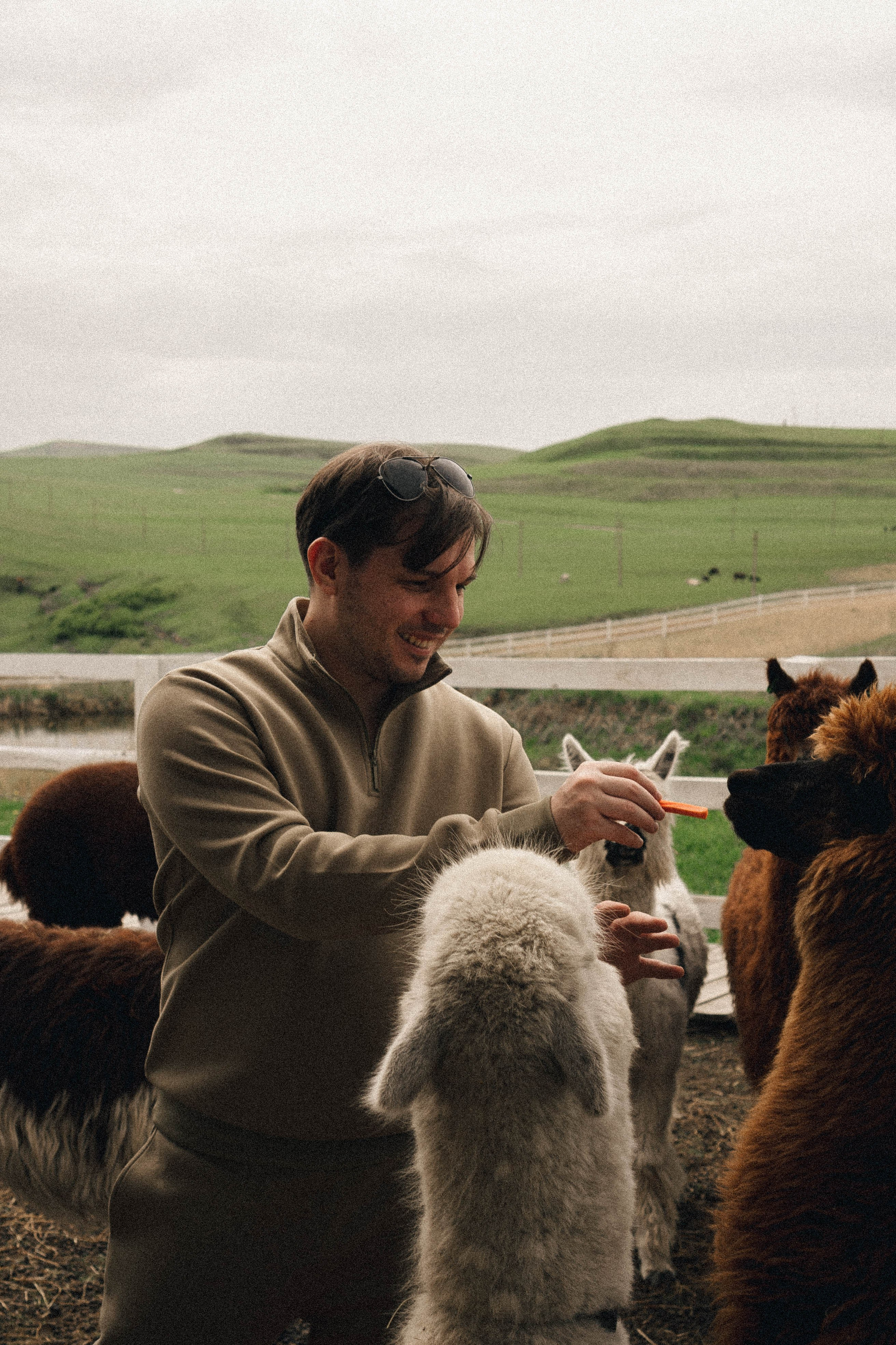 Ферма Альпак. Профессиональный фотограф, Санкт-Петербург — Виктория Богомолова