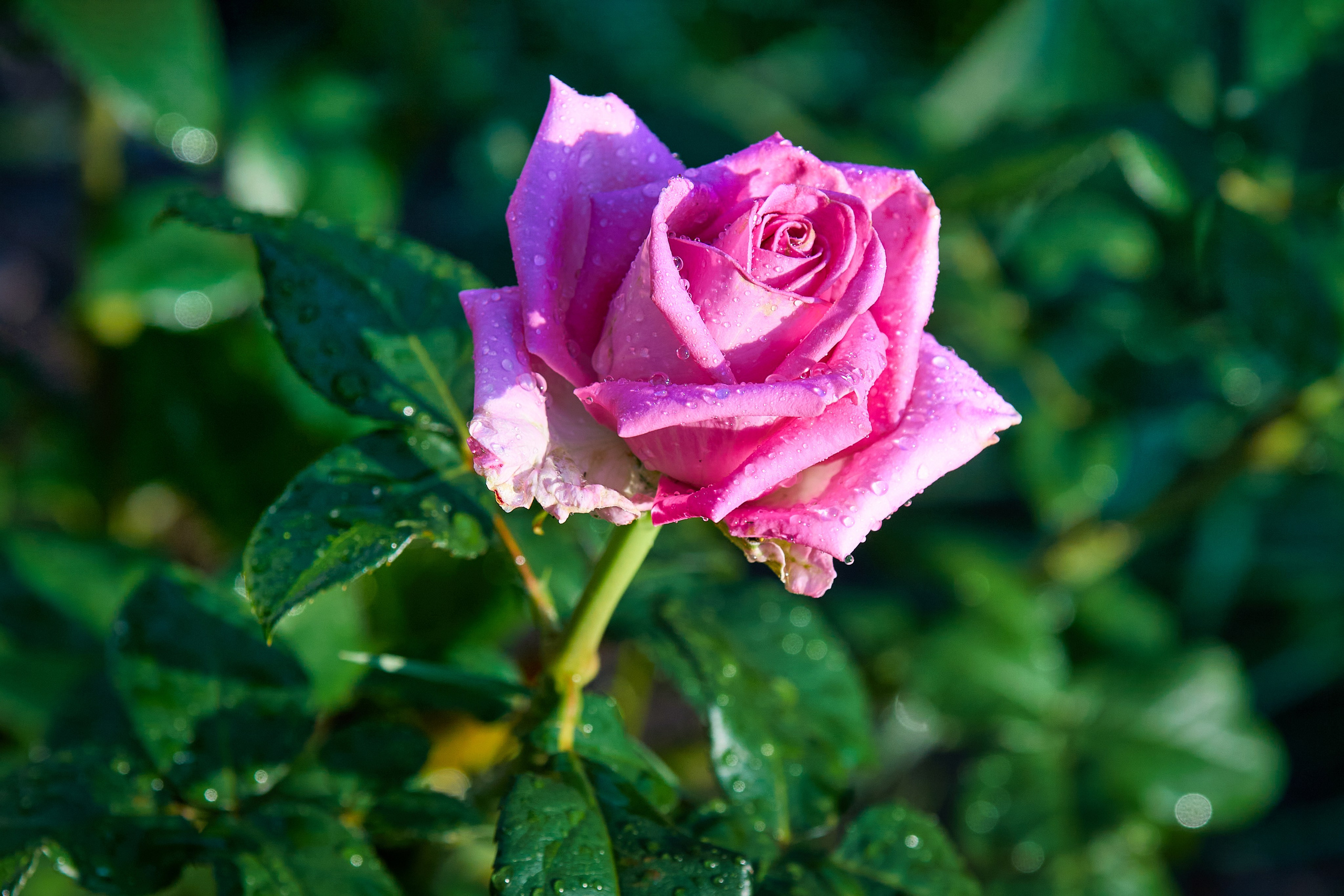 Наша мать — природа. Фотограф Владимир Артамонов