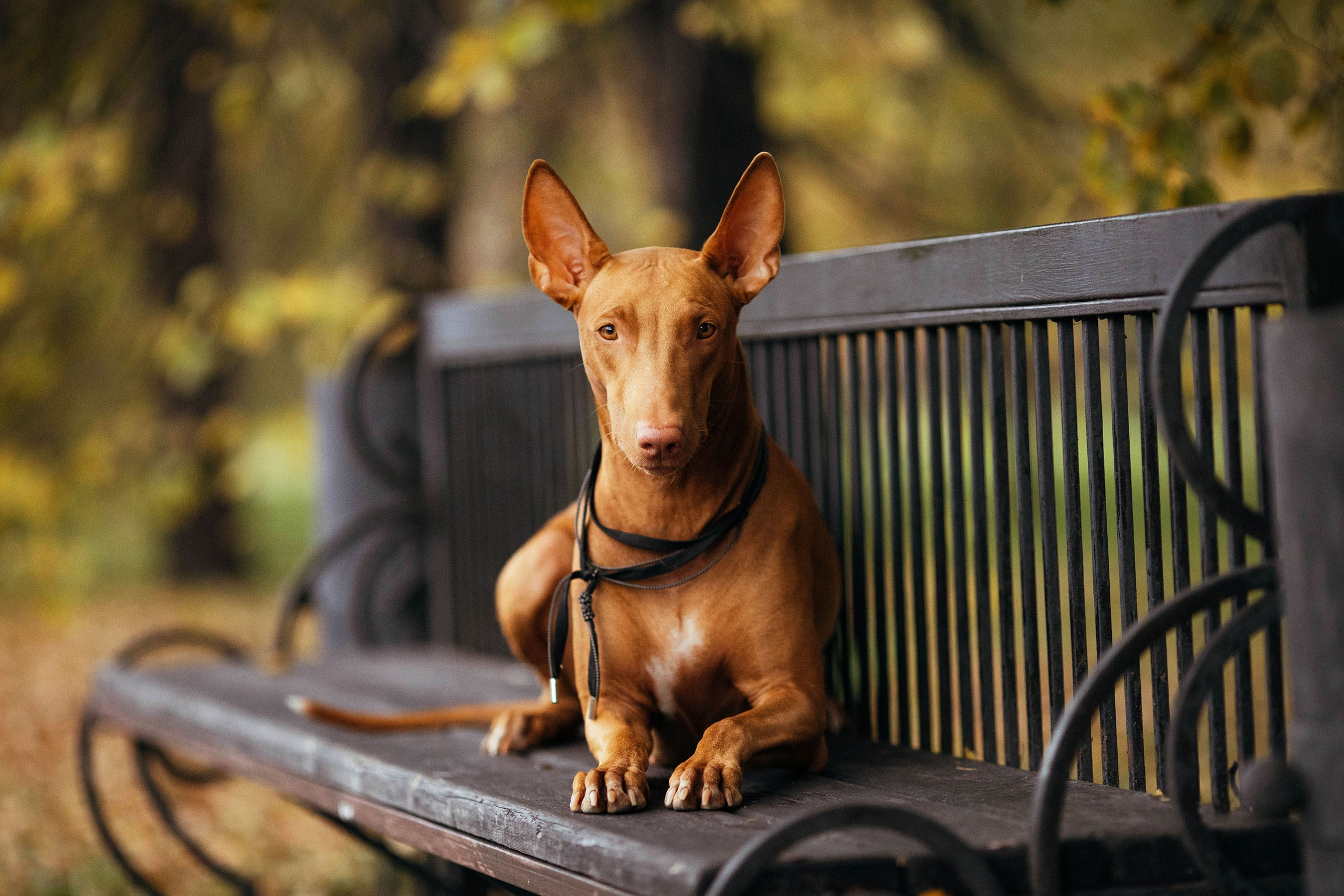 Съемка животных. Конный фотограф в Челябинске Стромова Ольга