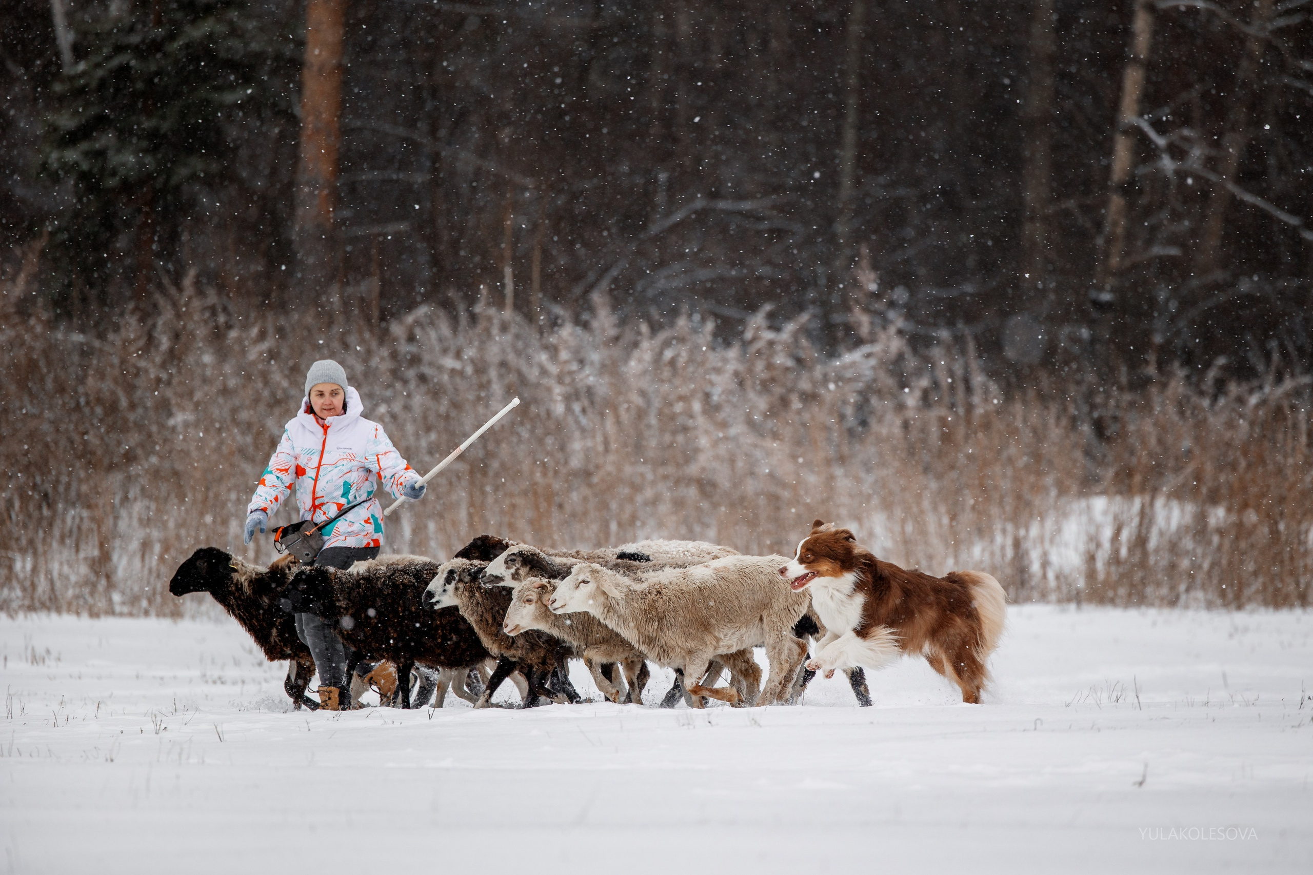 Пастуший интенсив, ноябрь 2024. YULA KOLESOVA | Фотограф — Анималист | Художник | Тюмень