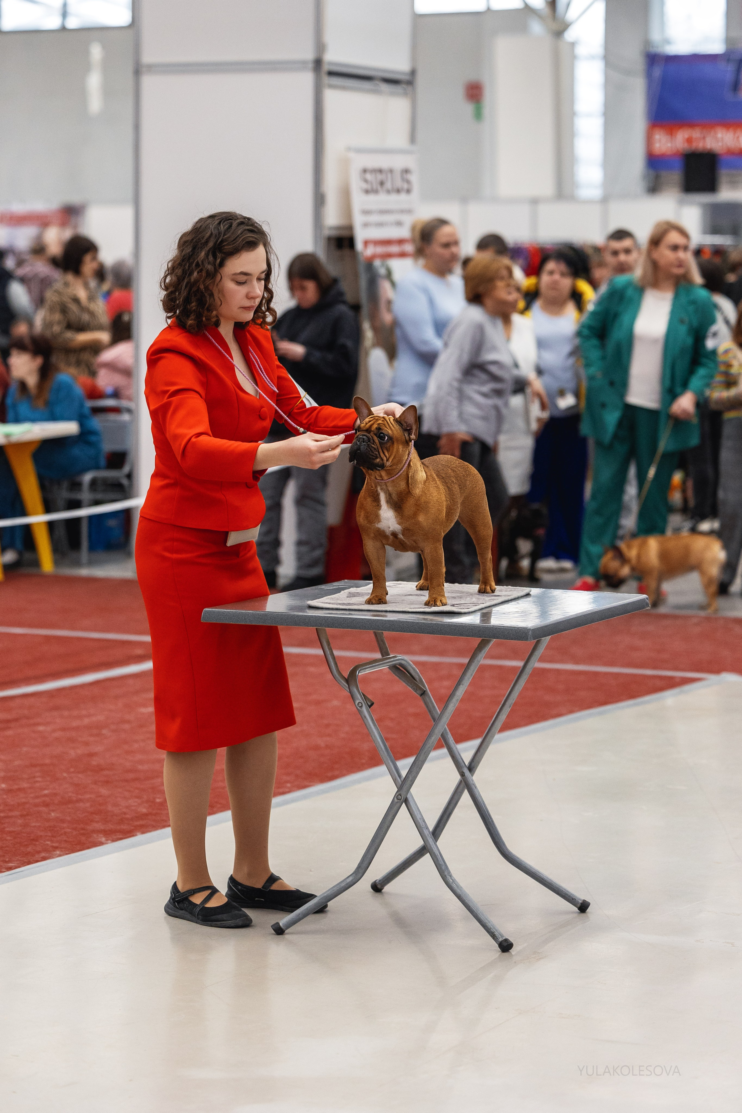 14.12.2024 Выставка собак всех пород «Кубок Дружбы — 2024». YULA KOLESOVA | Фотограф — Анималист | Художник | Тюмень