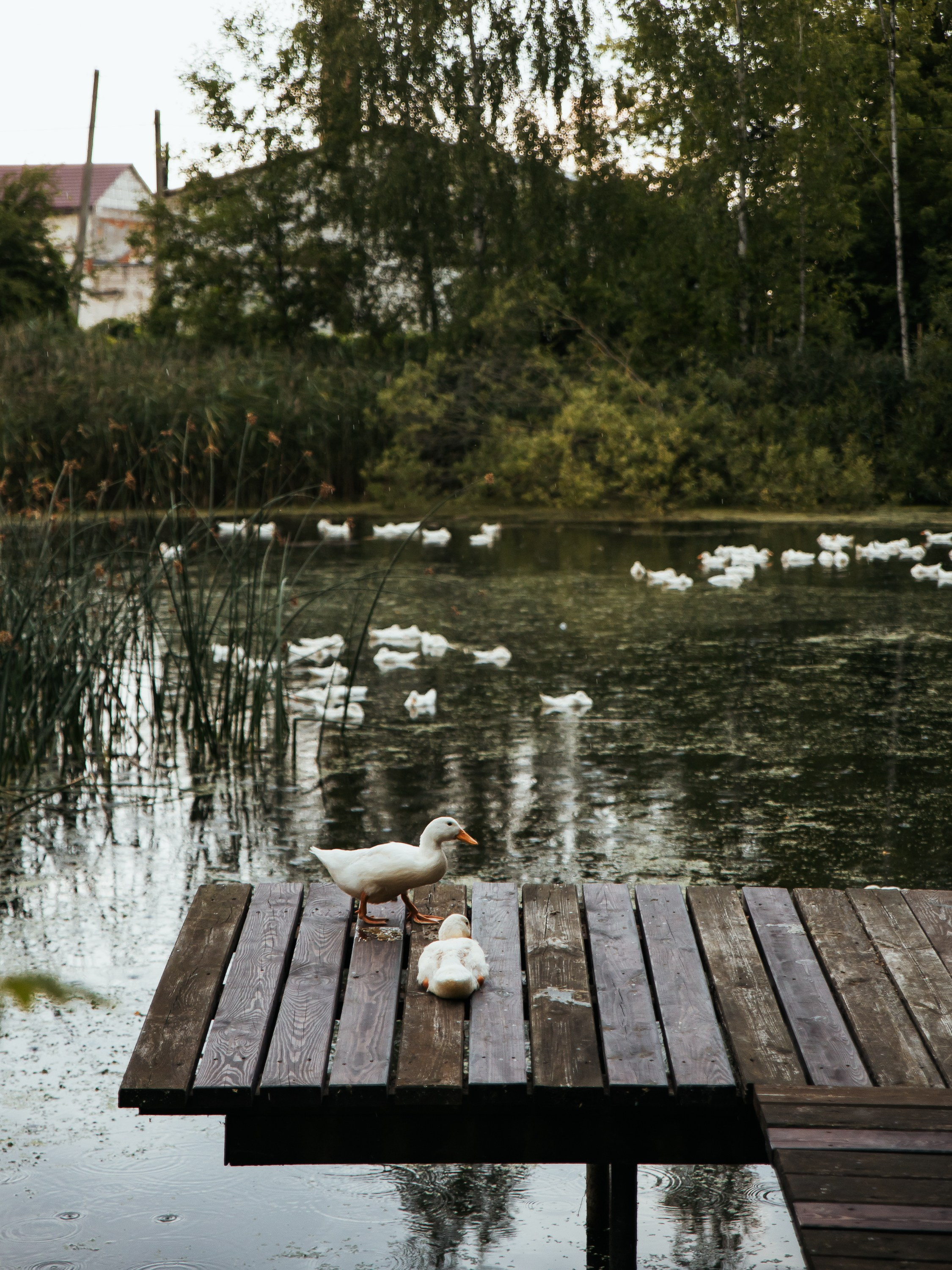 Усадьба «Радзивилки» в Гродно