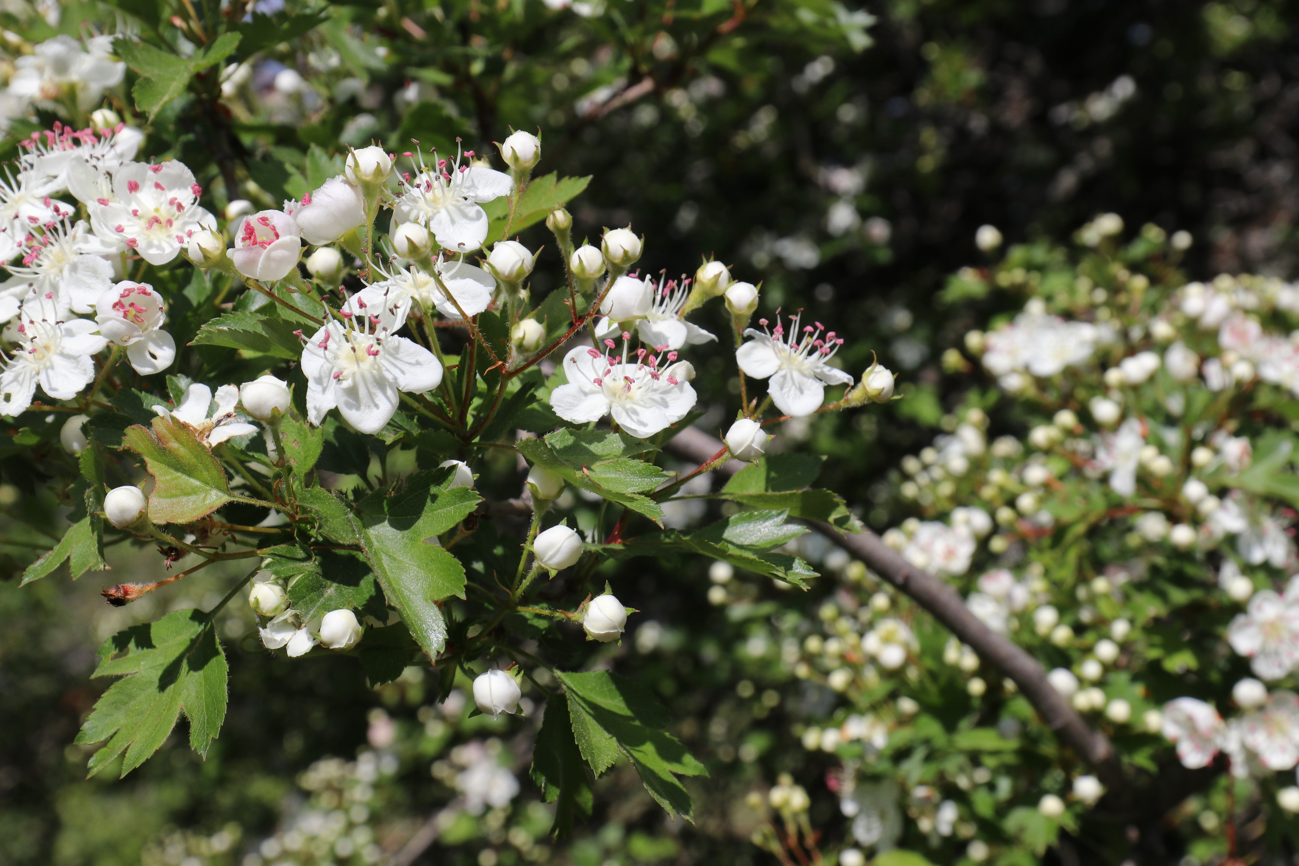 Крым. ЮБК (Бахчисарай, Демерджи, Судак). Первый скалолазный выезд. Май 2019. Путешественник-фотограф из Санкт-Петербурга Татьяна Свистулина