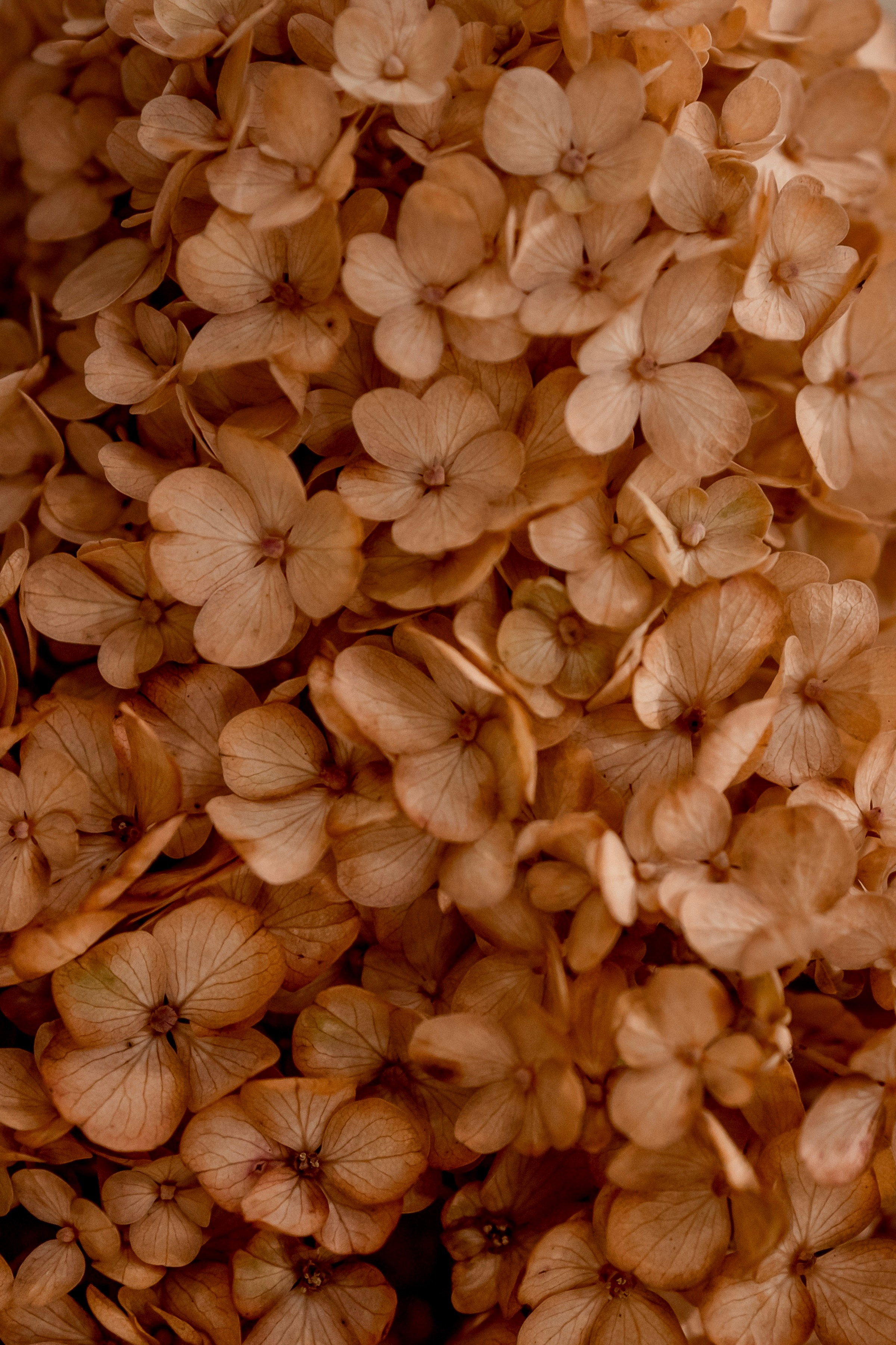 Цветы-Экспо 2025. Фотосессии и репортаж — Фотограф в Москве — Рина Серёгина