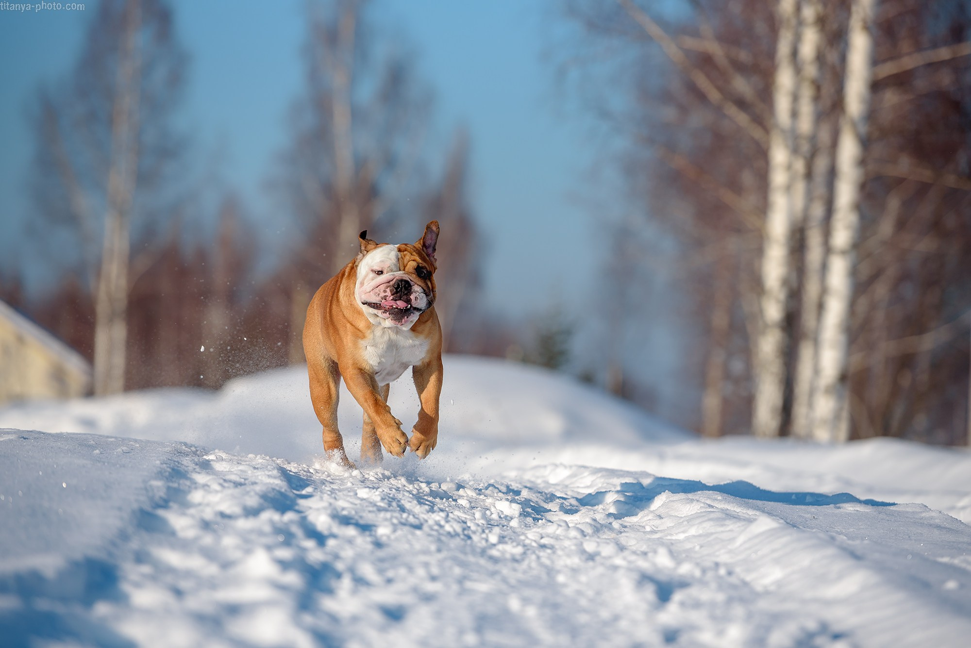 Фотография собак, фотограф-анималист Москва. Фотограф собак, фотограф-анималист Аня Титова (Titanya). Москва