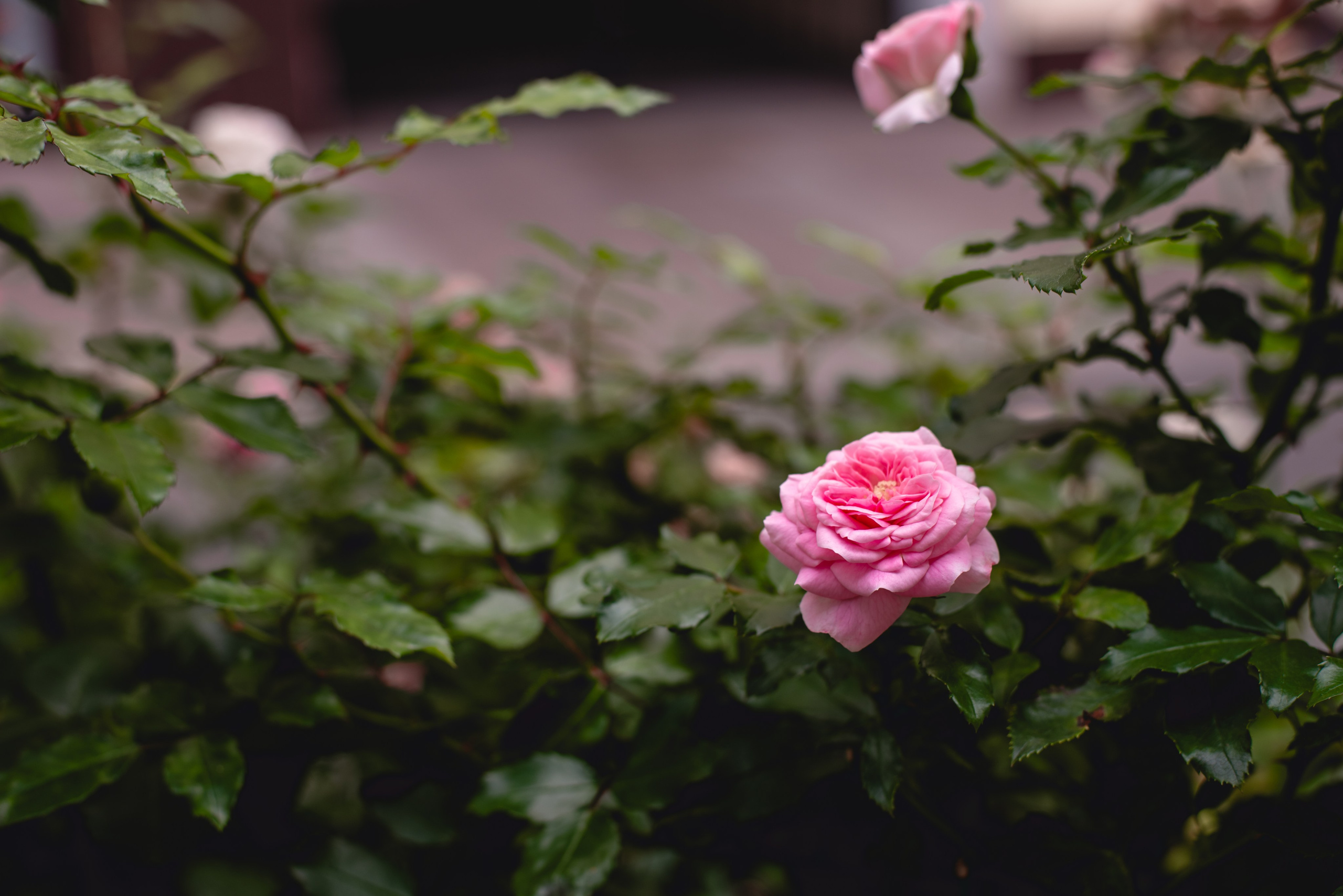 Александра & Дмитрий. Свадебный фотограф Татьяна Сорока Москва и МО