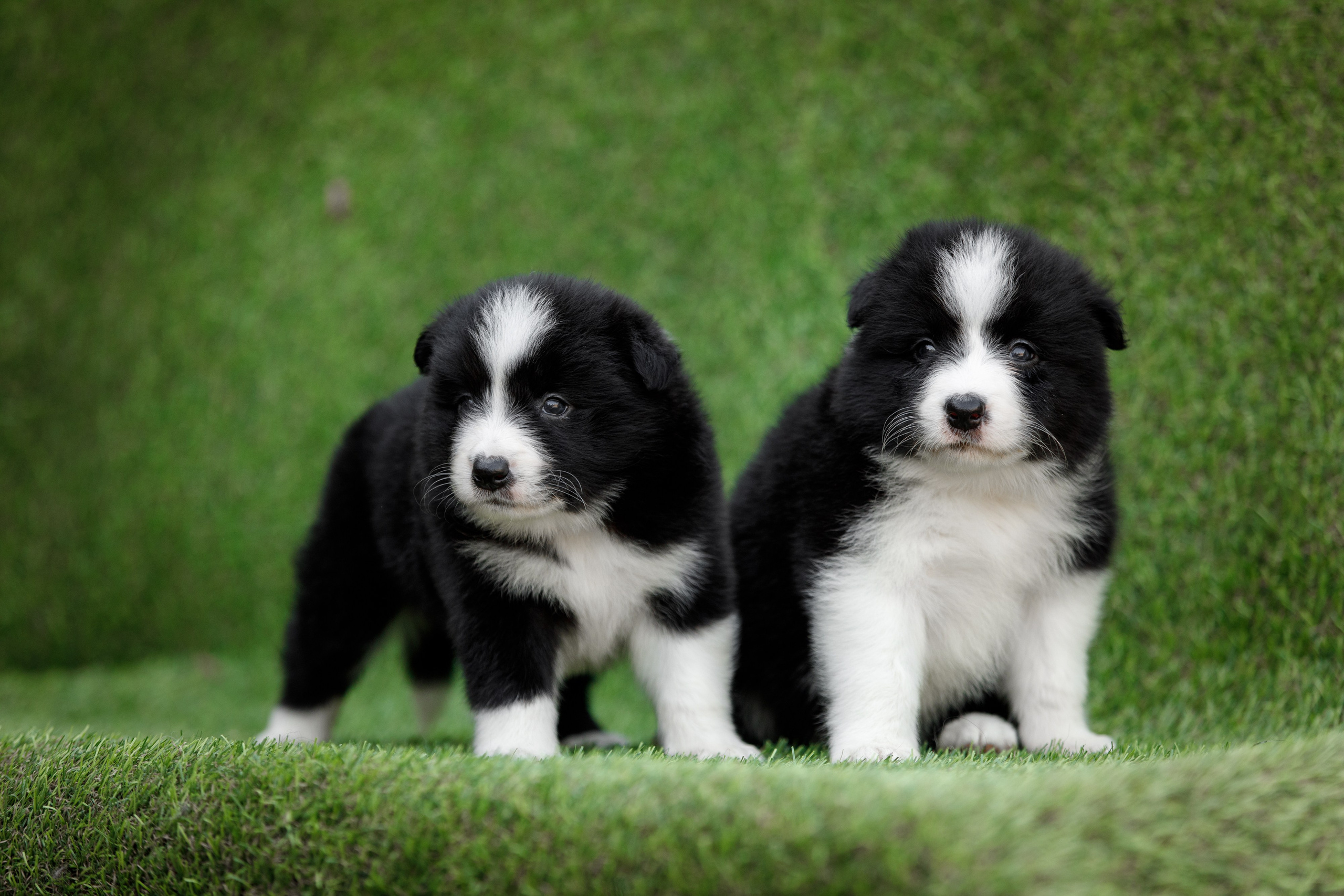 Смешарики. О нас