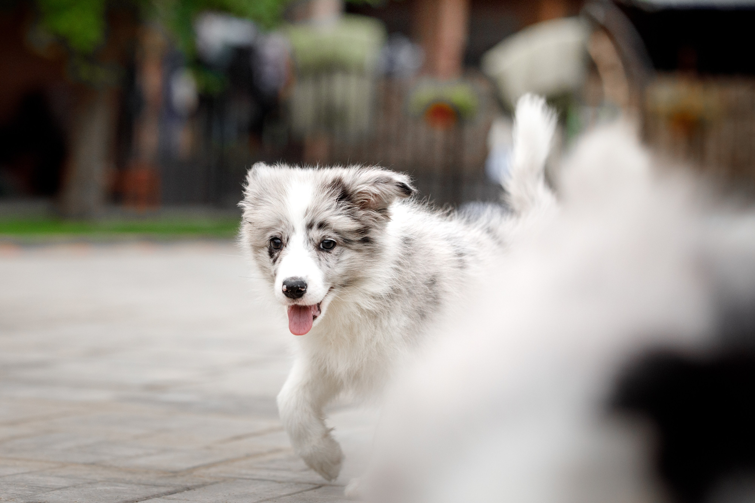 Болтовня в саду. О нас