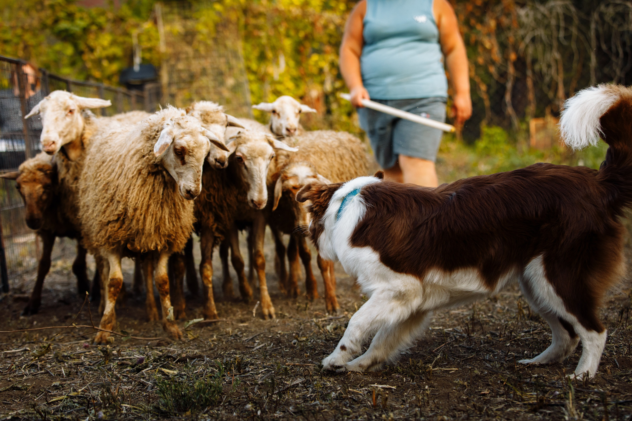 Овечий день. О нас