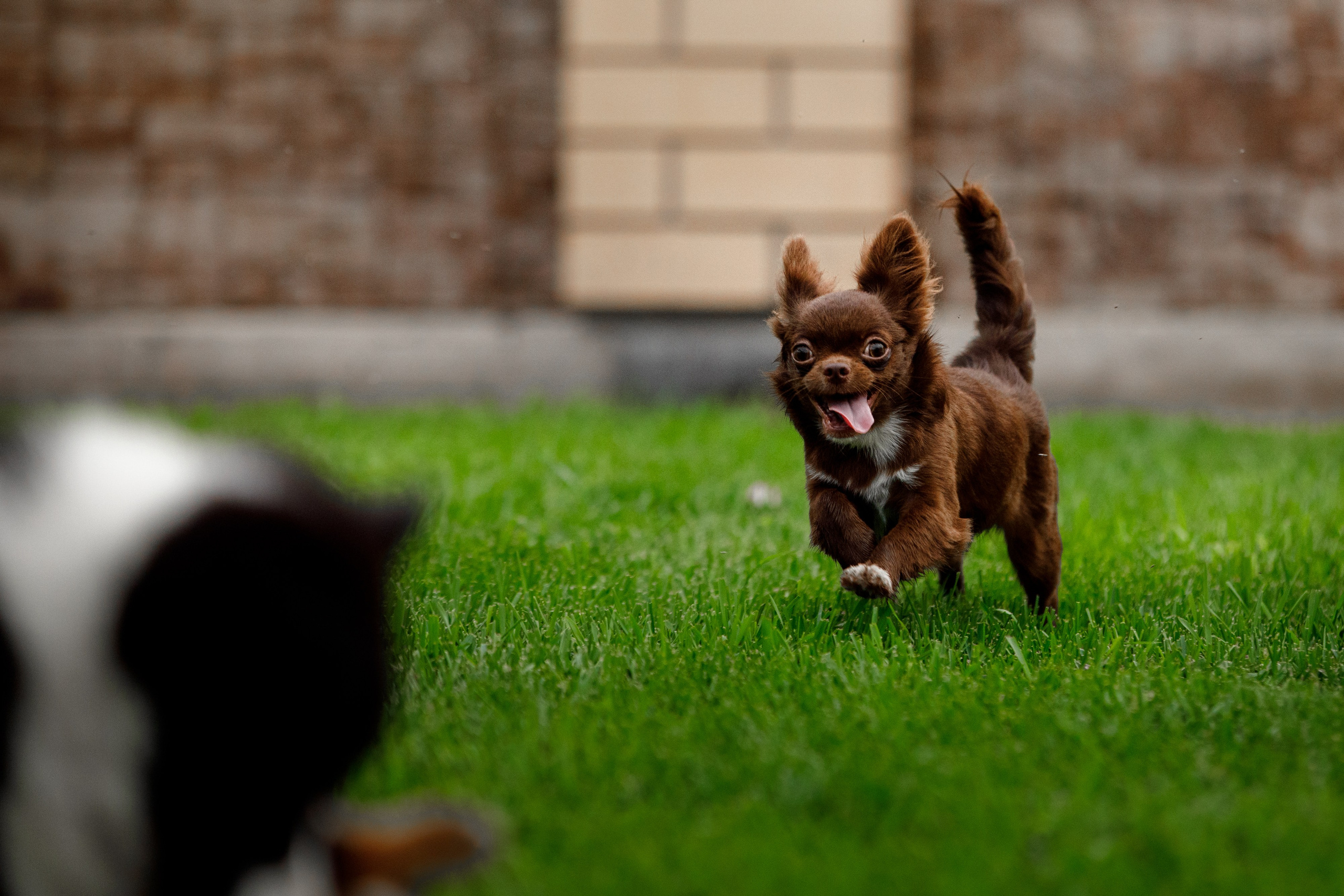 Болтовня в саду. О нас