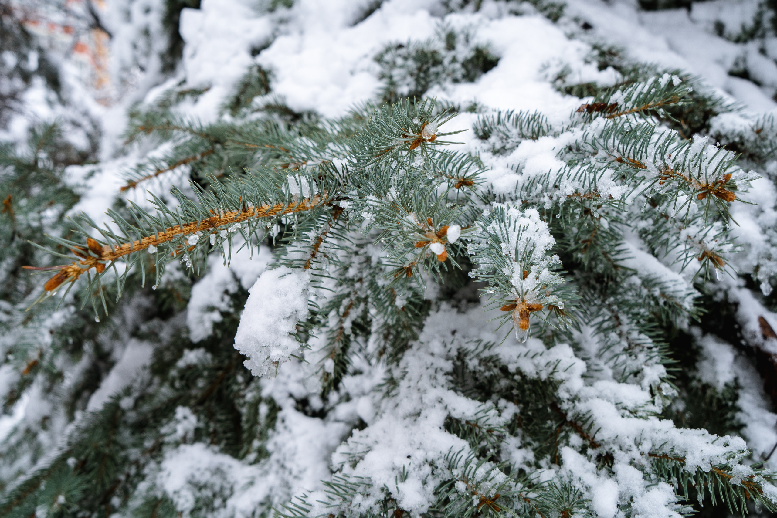 Зима 2024. Свадебный и семейный фотограф/видеограф в Краснодаре Наталья Осинская