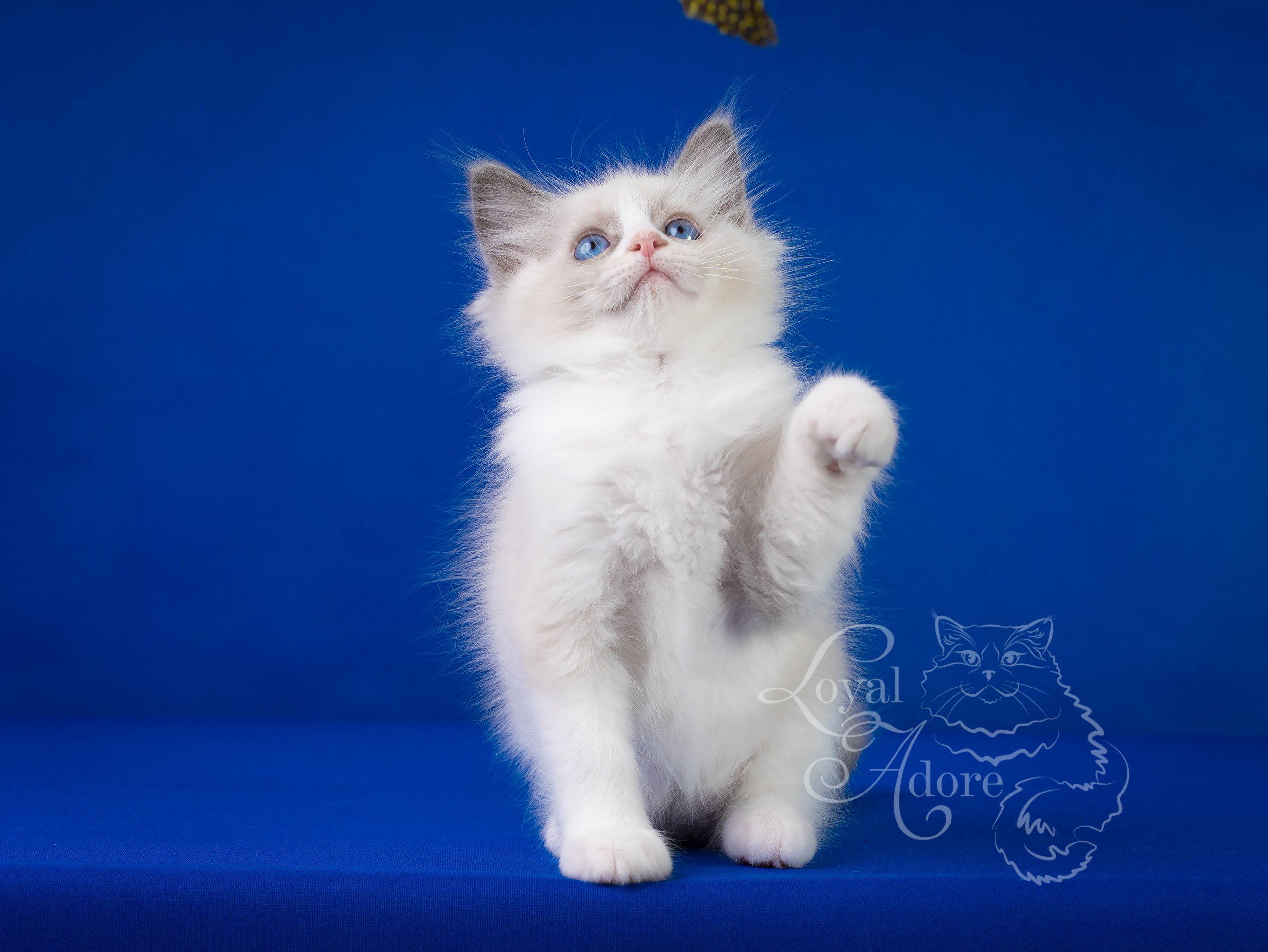 Котята рэгдолл от Loyal Adore. Питомник рэгдолл Loyal Adore