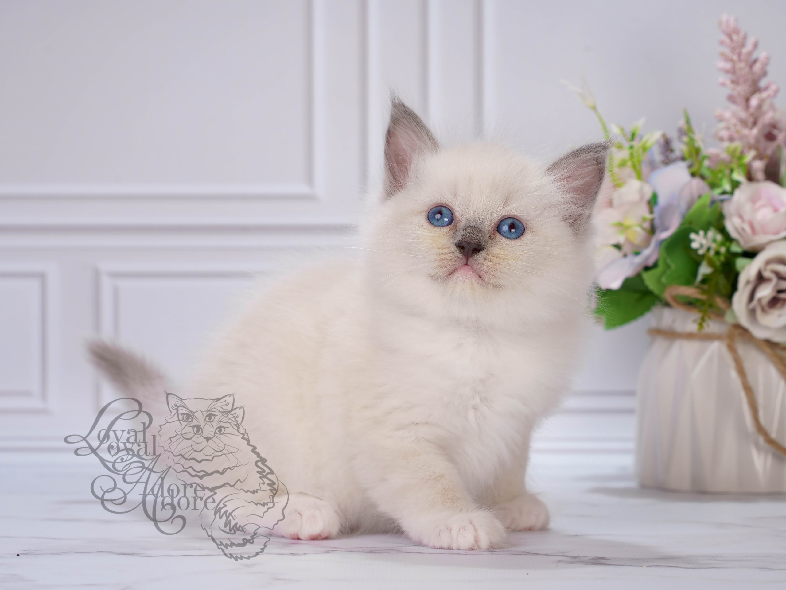 Котята рэгдолл от Loyal Adore. Питомник рэгдолл Loyal Adore