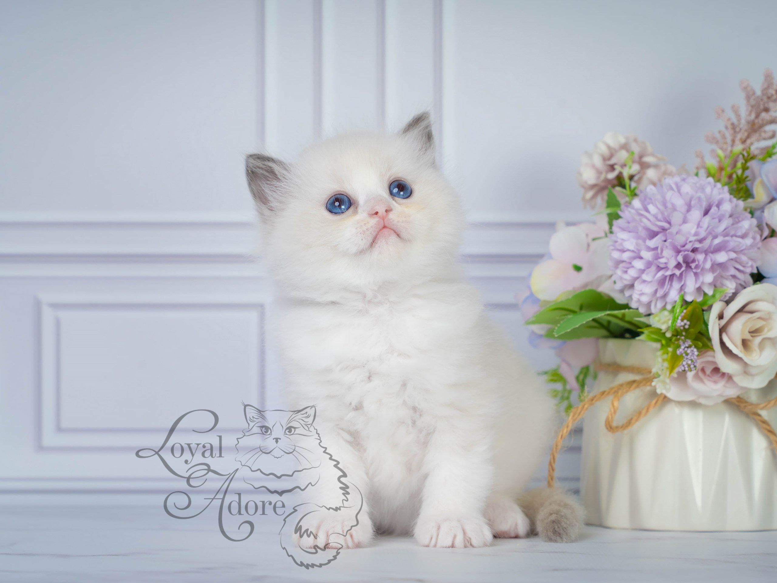 Котята рэгдолл от Loyal Adore. Питомник рэгдолл Loyal Adore