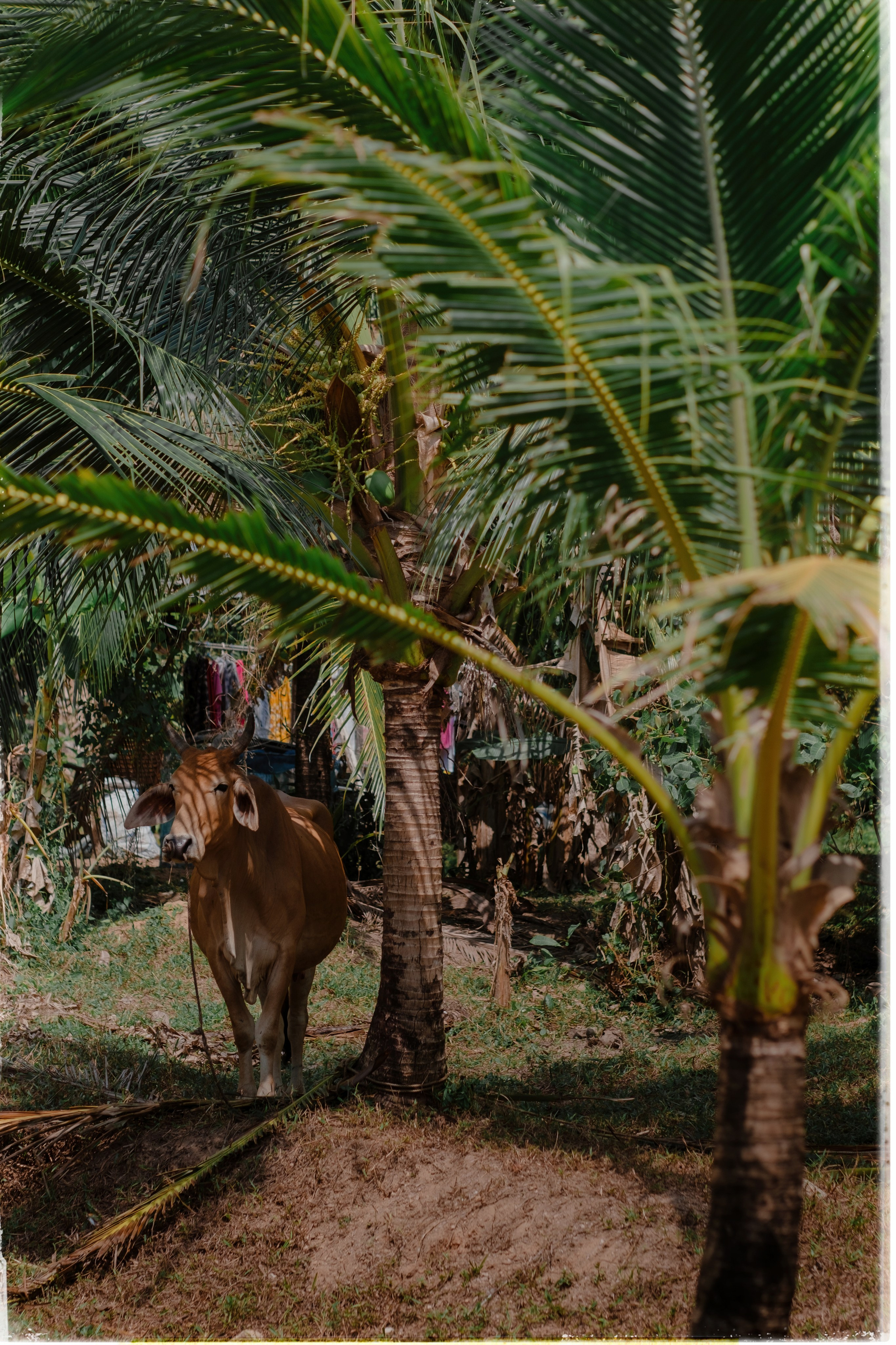 Таиланд. Портретный и репортажный фотограф в Санкт-Петербурге Дарья Сибирякова