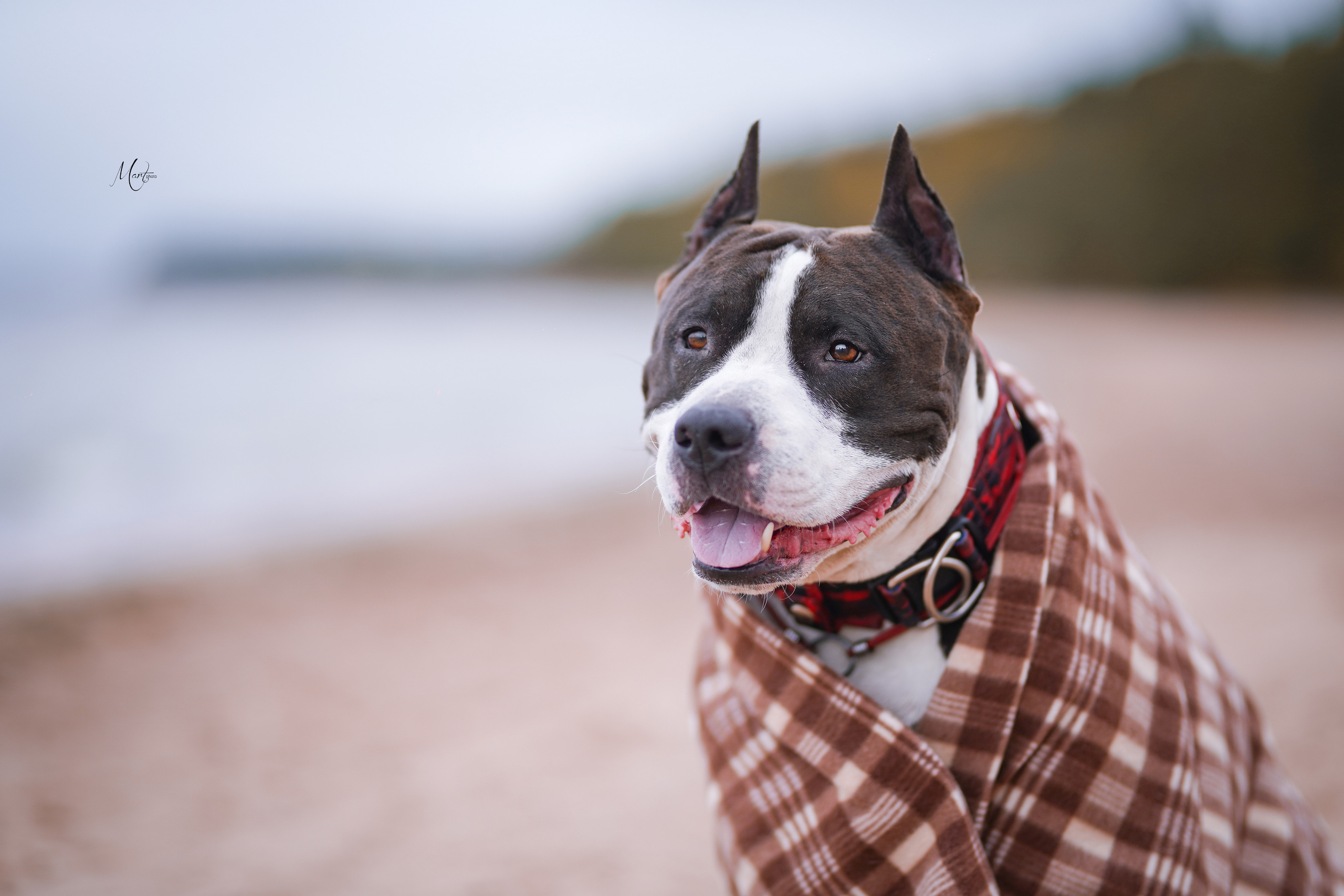 Яньчи на заливе. Фотограф-анималист в Санкт-Петербурге Яна Мартынова