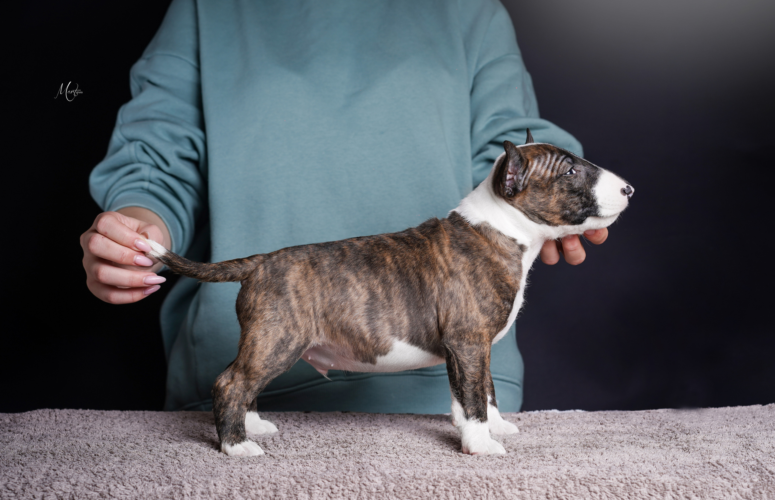 Щенки минибуля. Фотограф-анималист в Санкт-Петербурге Яна Мартынова