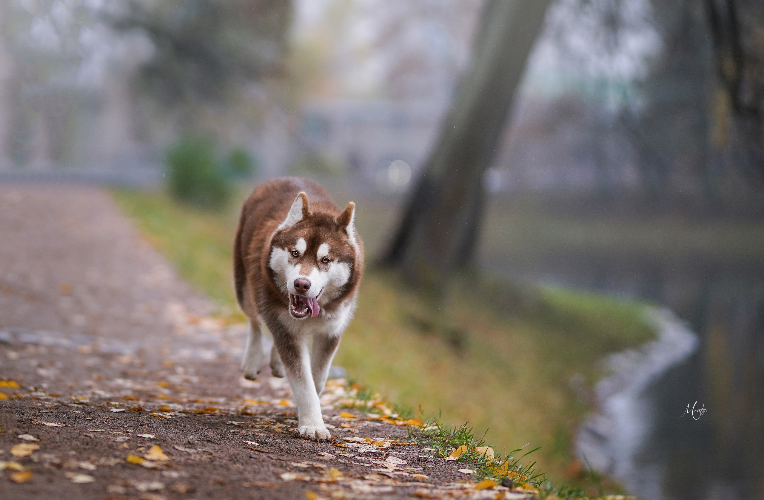 Саша и хаси. Фотограф-анималист в Санкт-Петербурге Яна Мартынова