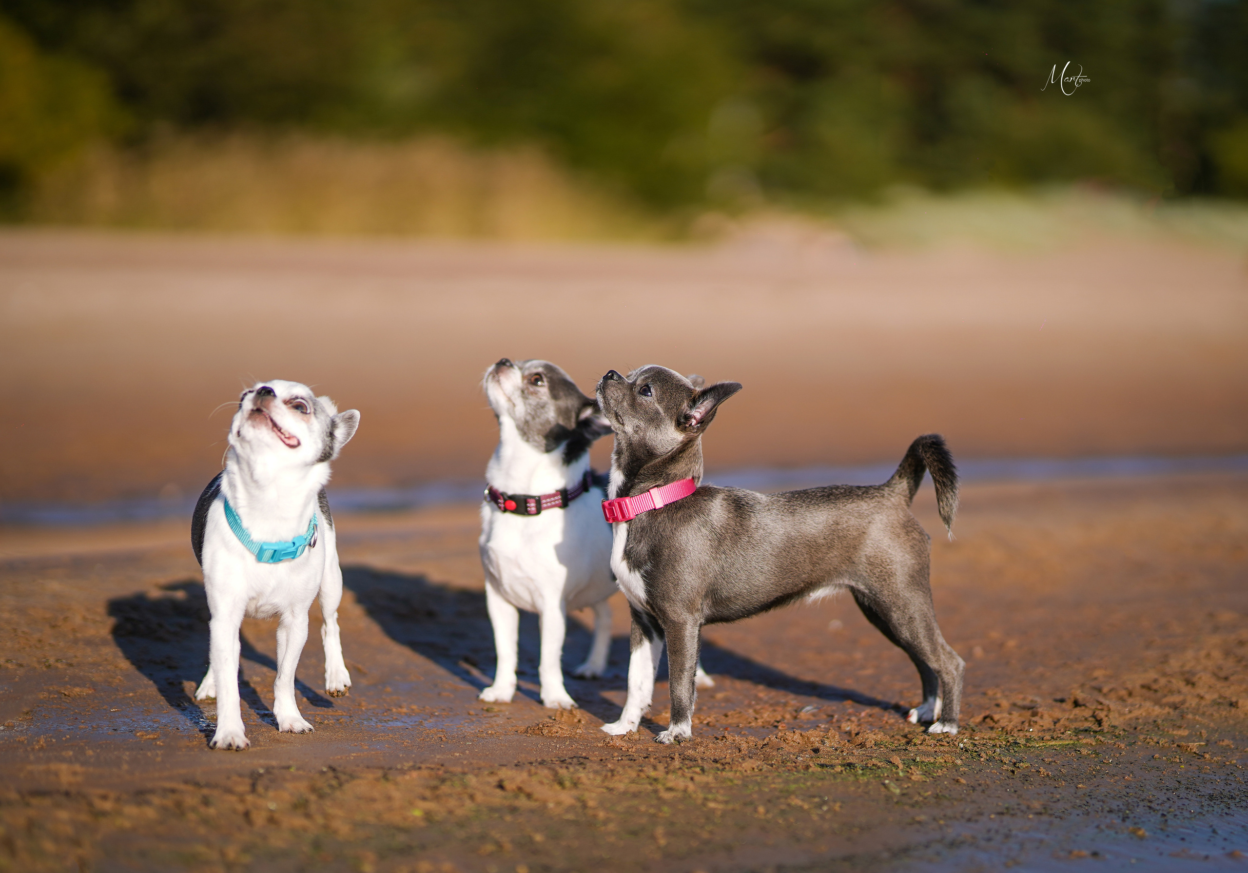 Кристина и банда чихов. Фотограф-анималист в Санкт-Петербурге Яна Мартынова