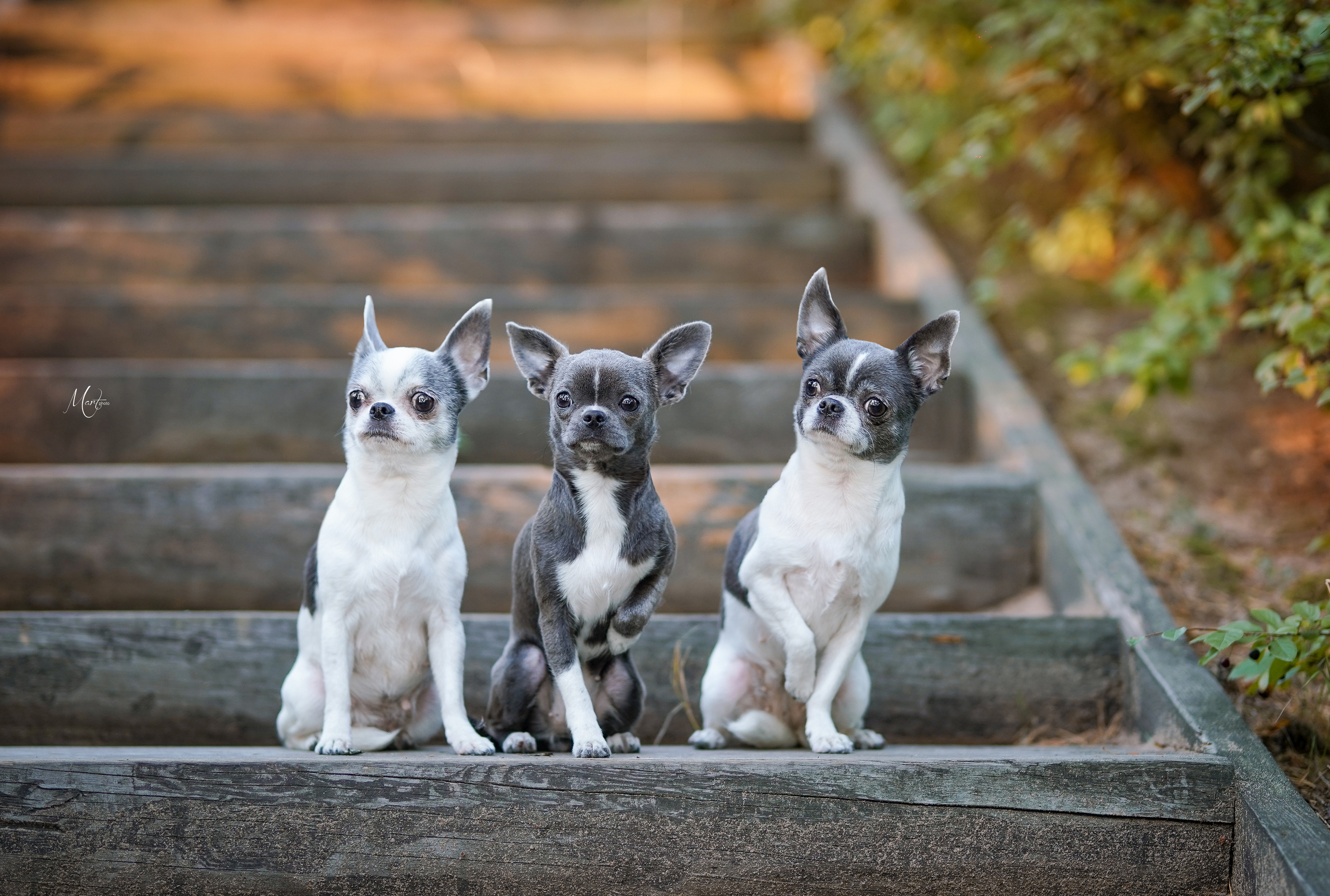 Кристина и банда чихов. Фотограф-анималист в Санкт-Петербурге Яна Мартынова