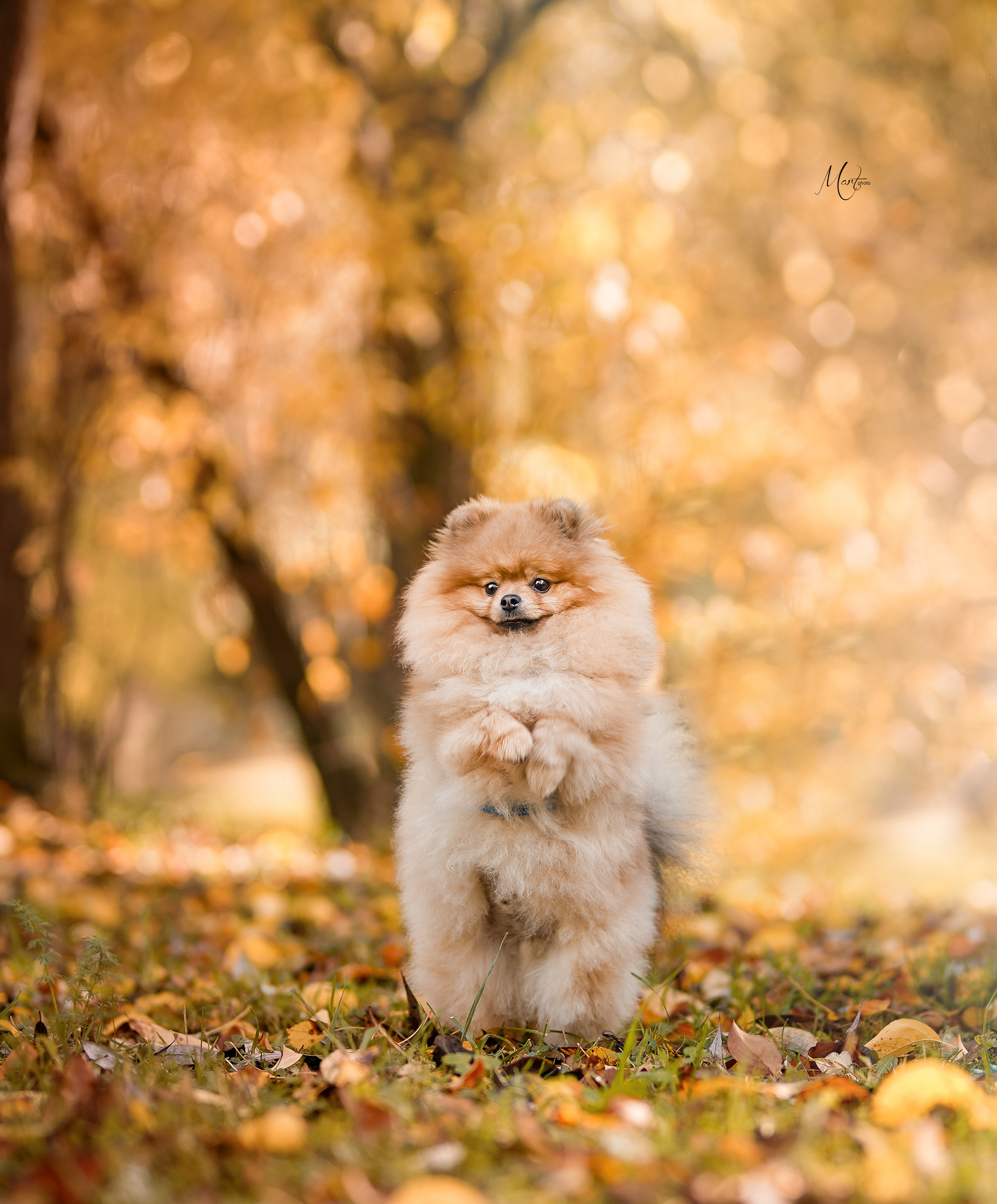 Тедди и его люди. Фотограф-анималист в Санкт-Петербурге Яна Мартынова