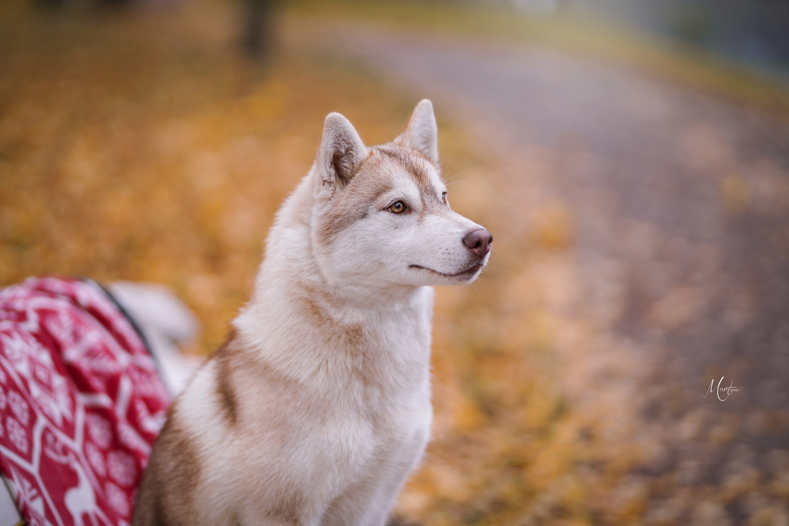 Саша и хаси. Фотограф-анималист в Санкт-Петербурге Яна Мартынова