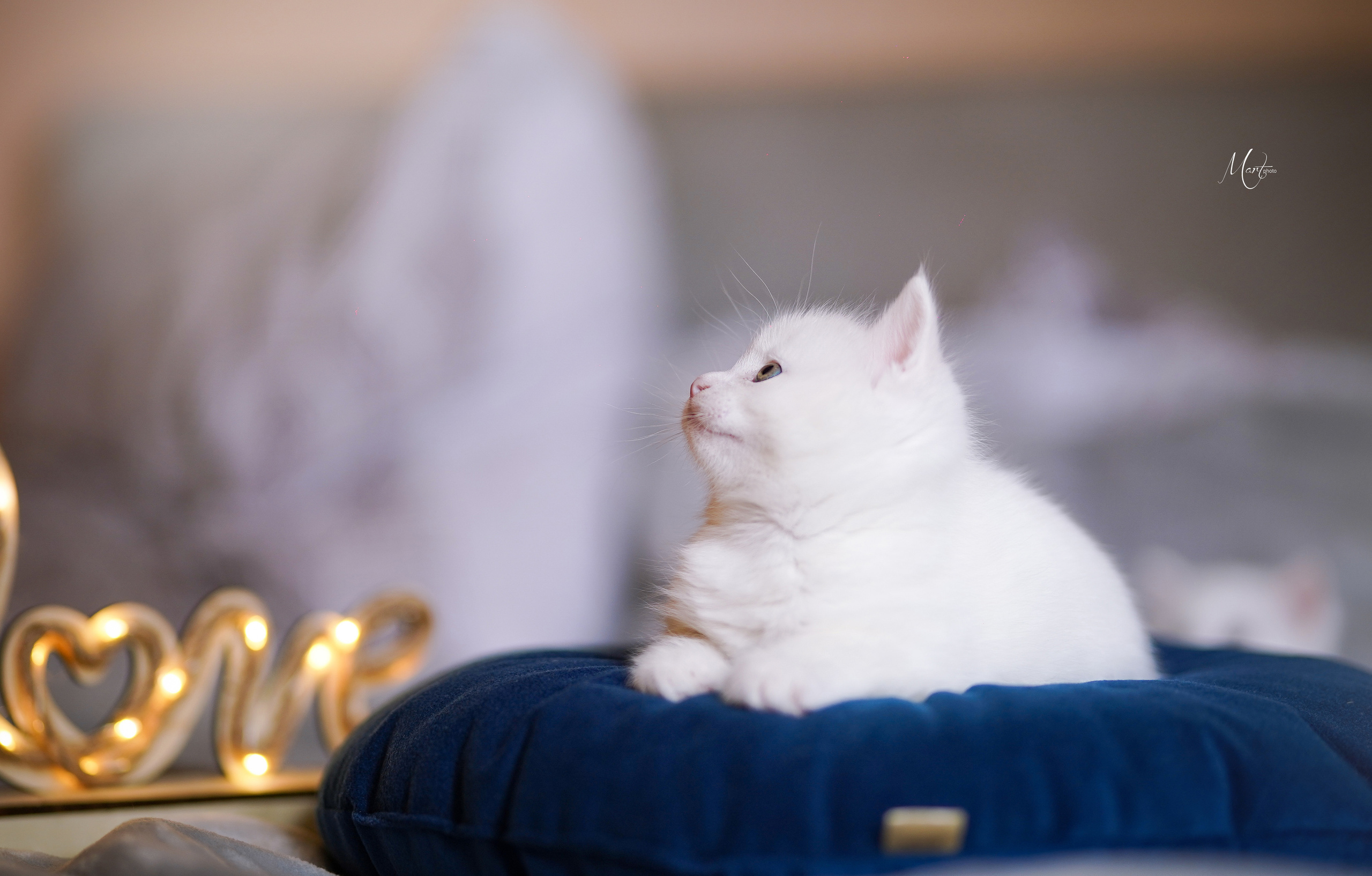 Котята. Фотограф-анималист в Санкт-Петербурге Яна Мартынова