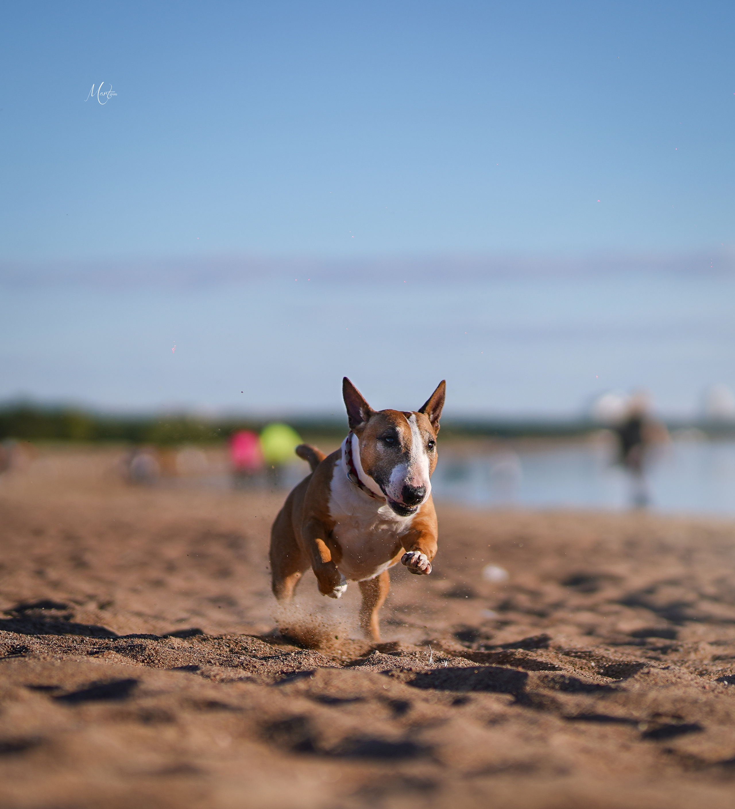 Моня, Оксана и Таисия. Фотограф-анималист в Санкт-Петербурге Яна Мартынова