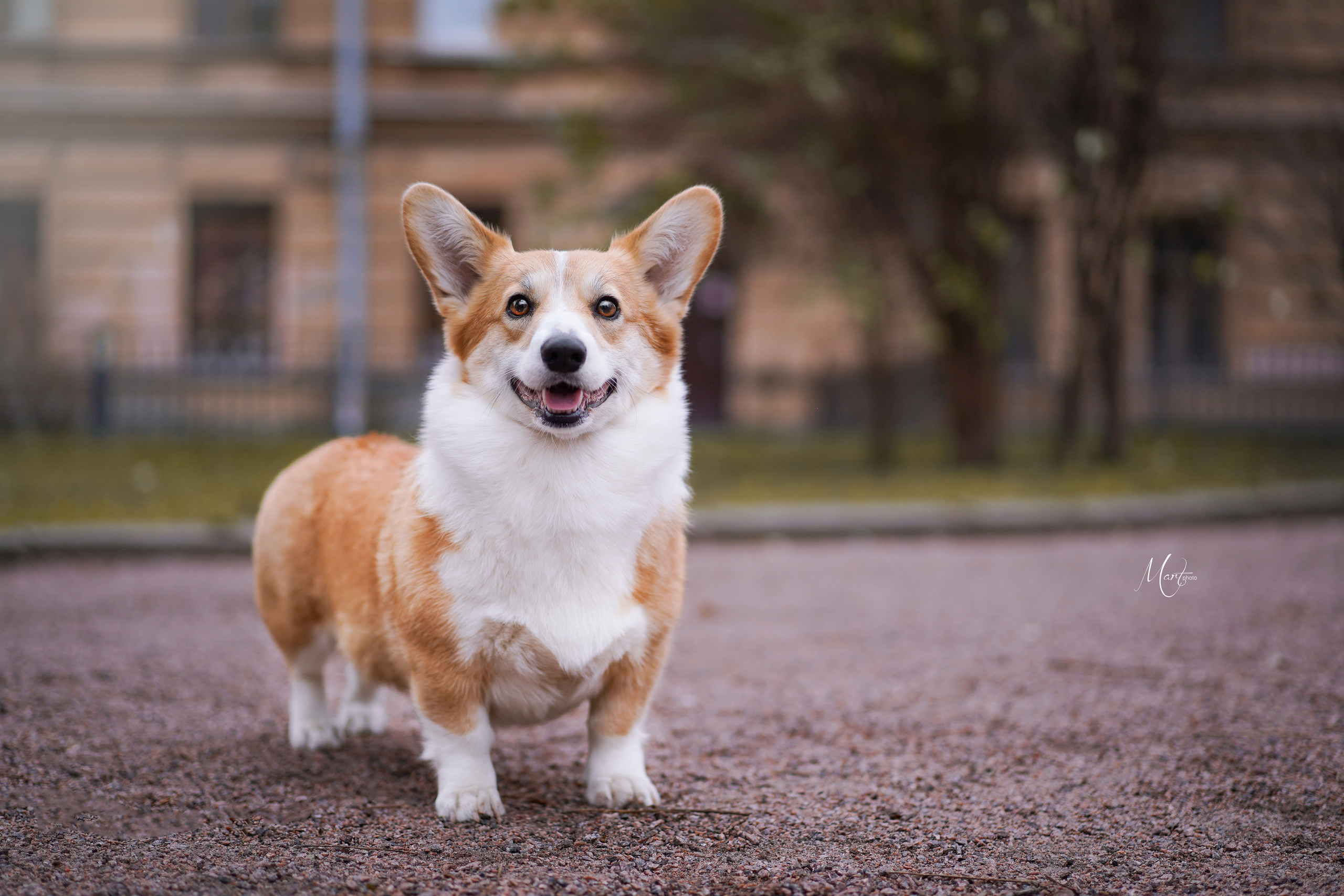 Экстерьерная съемка 2022. Фотограф-анималист в Санкт-Петербурге Яна Мартынова
