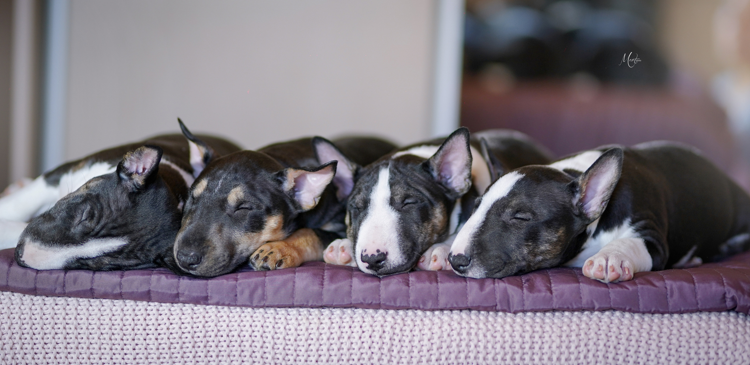 Щенки минибуля. Фотограф-анималист в Санкт-Петербурге Яна Мартынова