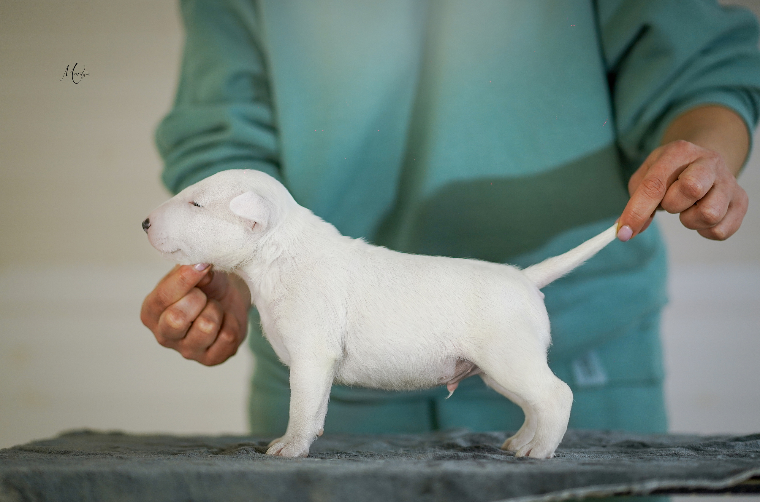 Щенки минибуля. Фотограф-анималист в Санкт-Петербурге Яна Мартынова