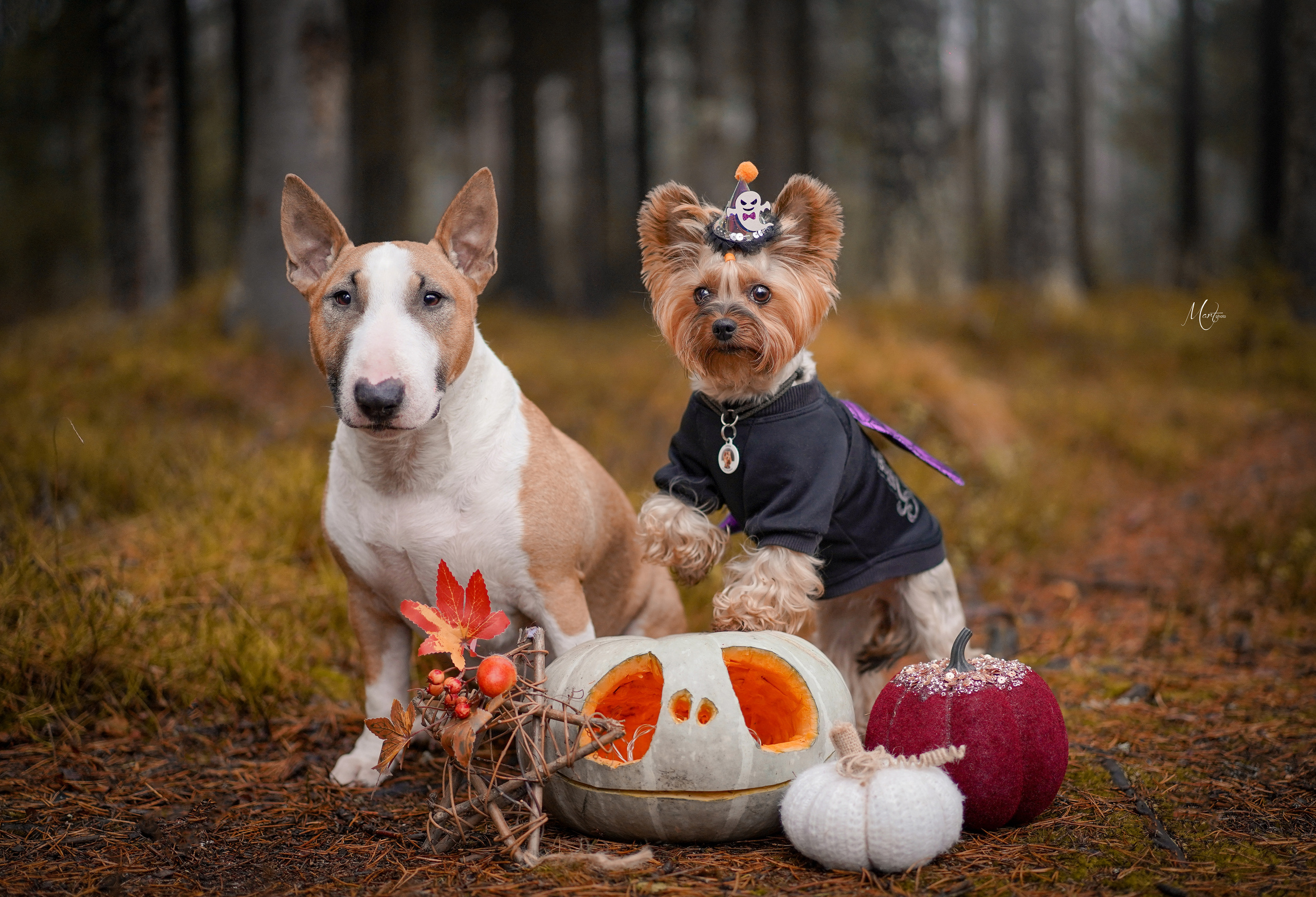 Хеллоуин 22. Фотограф-анималист в Санкт-Петербурге Яна Мартынова