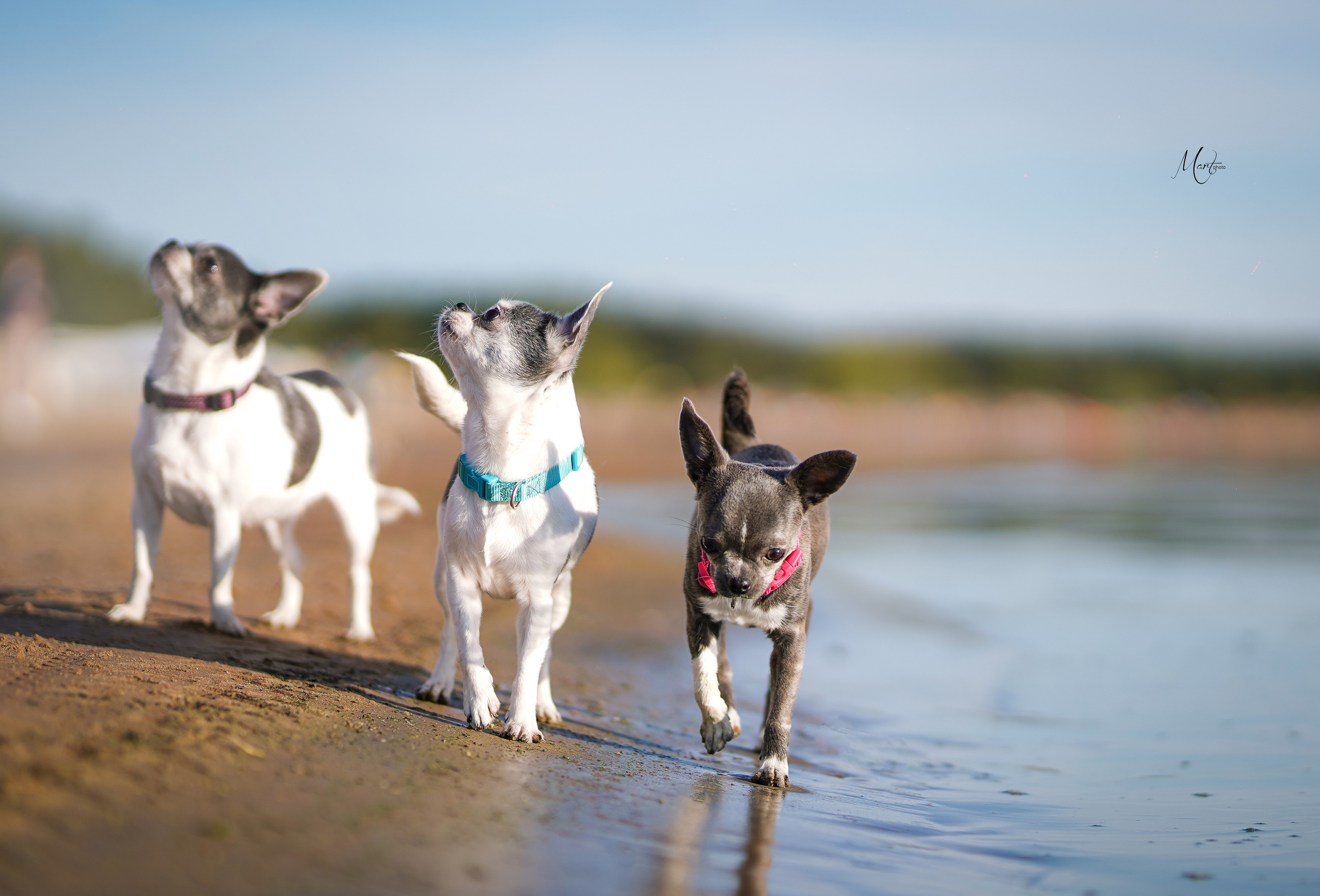 Кристина и банда чихов. Фотограф-анималист в Санкт-Петербурге Яна Мартынова