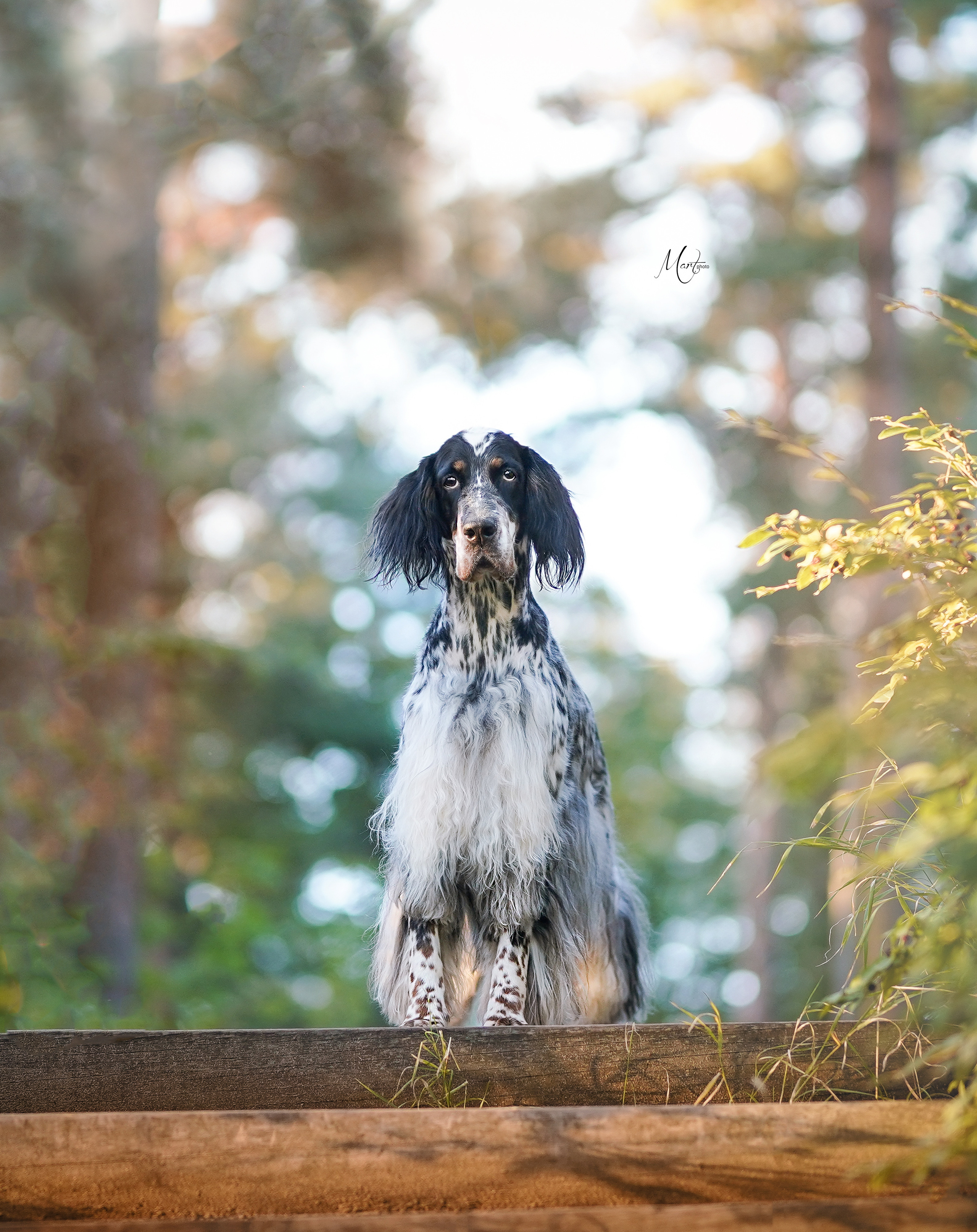 Таисия и Фифа. Фотограф-анималист в Санкт-Петербурге Яна Мартынова