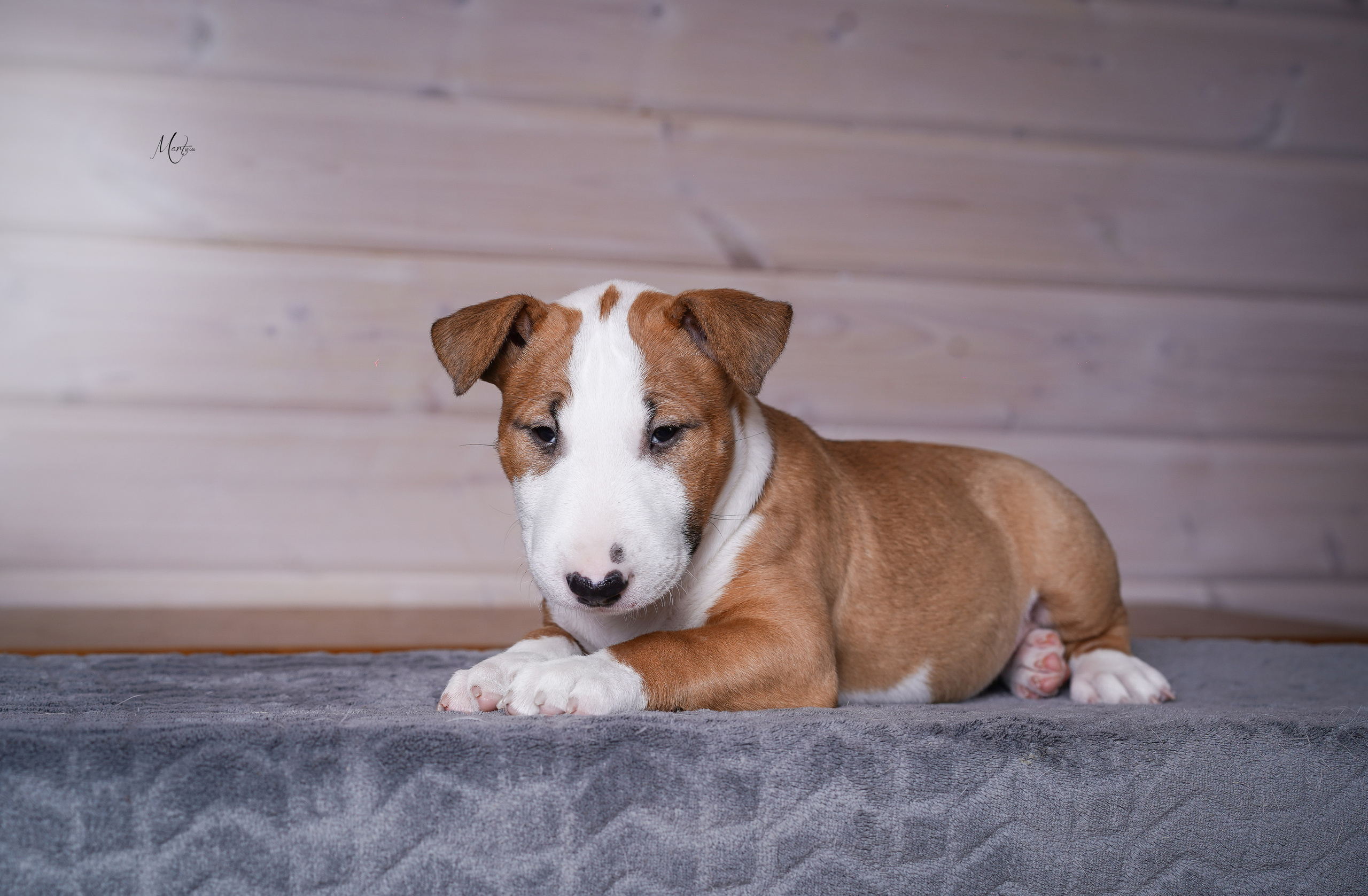 Щенки бультерьера. Фотограф-анималист в Санкт-Петербурге Яна Мартынова