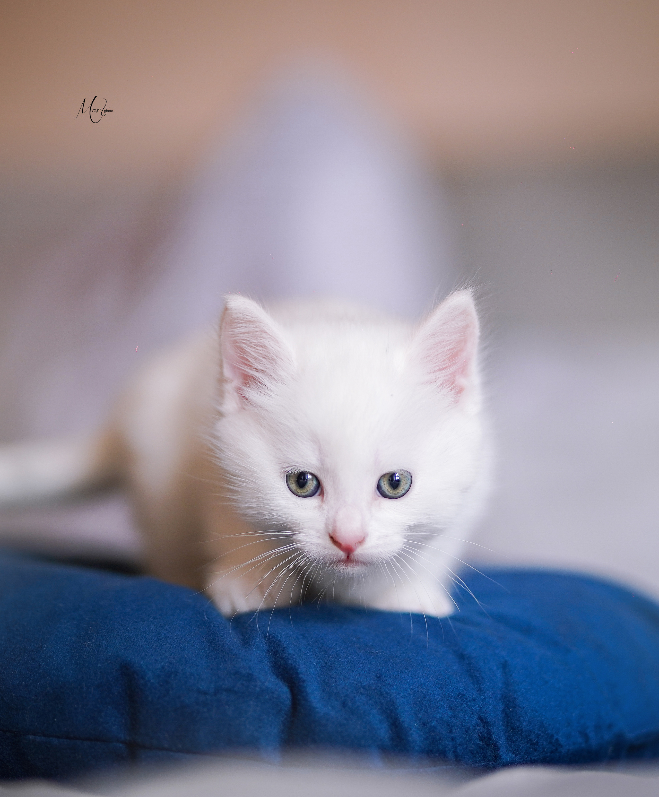 Котята. Фотограф-анималист в Санкт-Петербурге Яна Мартынова