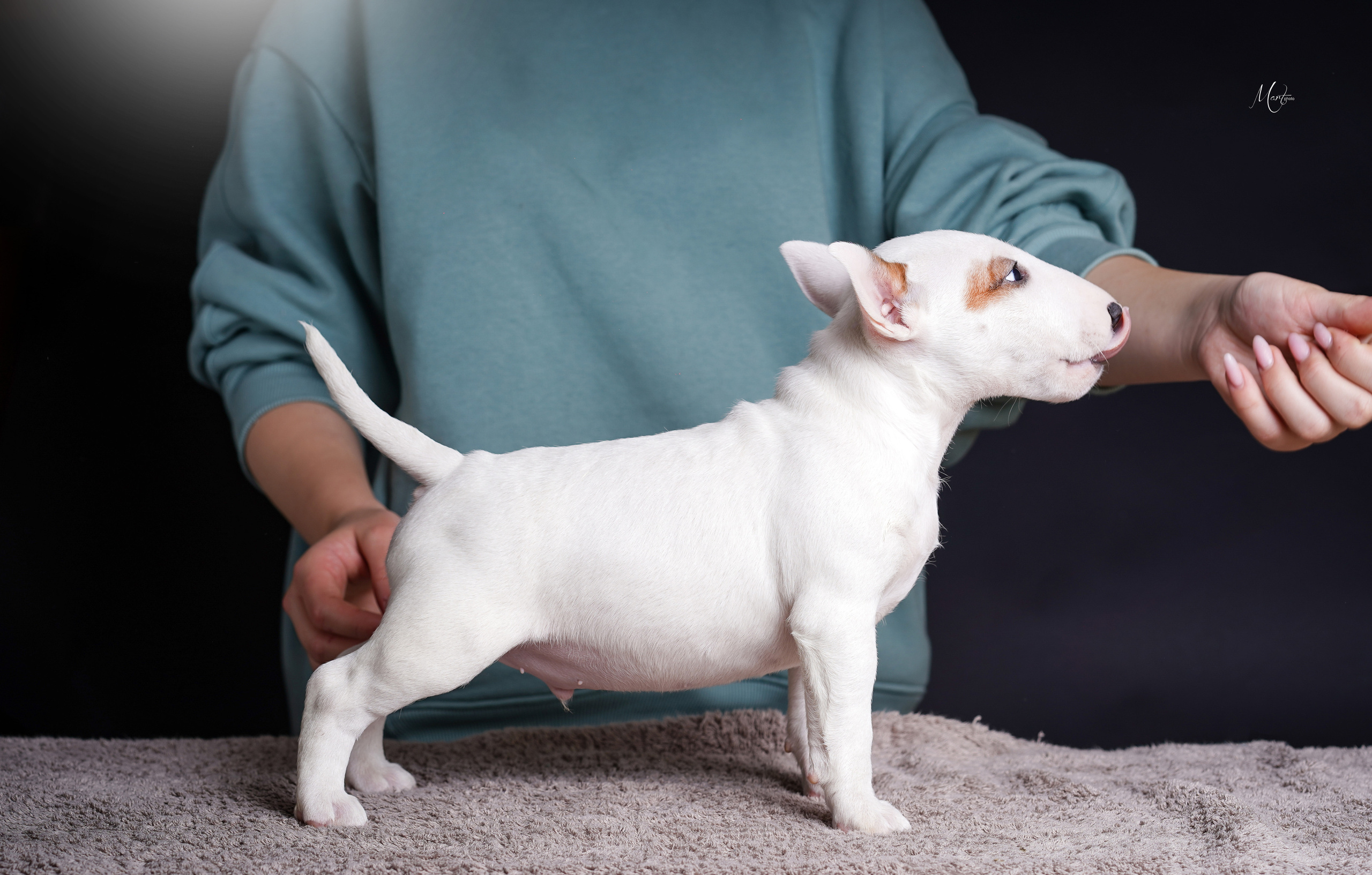 Щенки минибуля. Фотограф-анималист в Санкт-Петербурге Яна Мартынова
