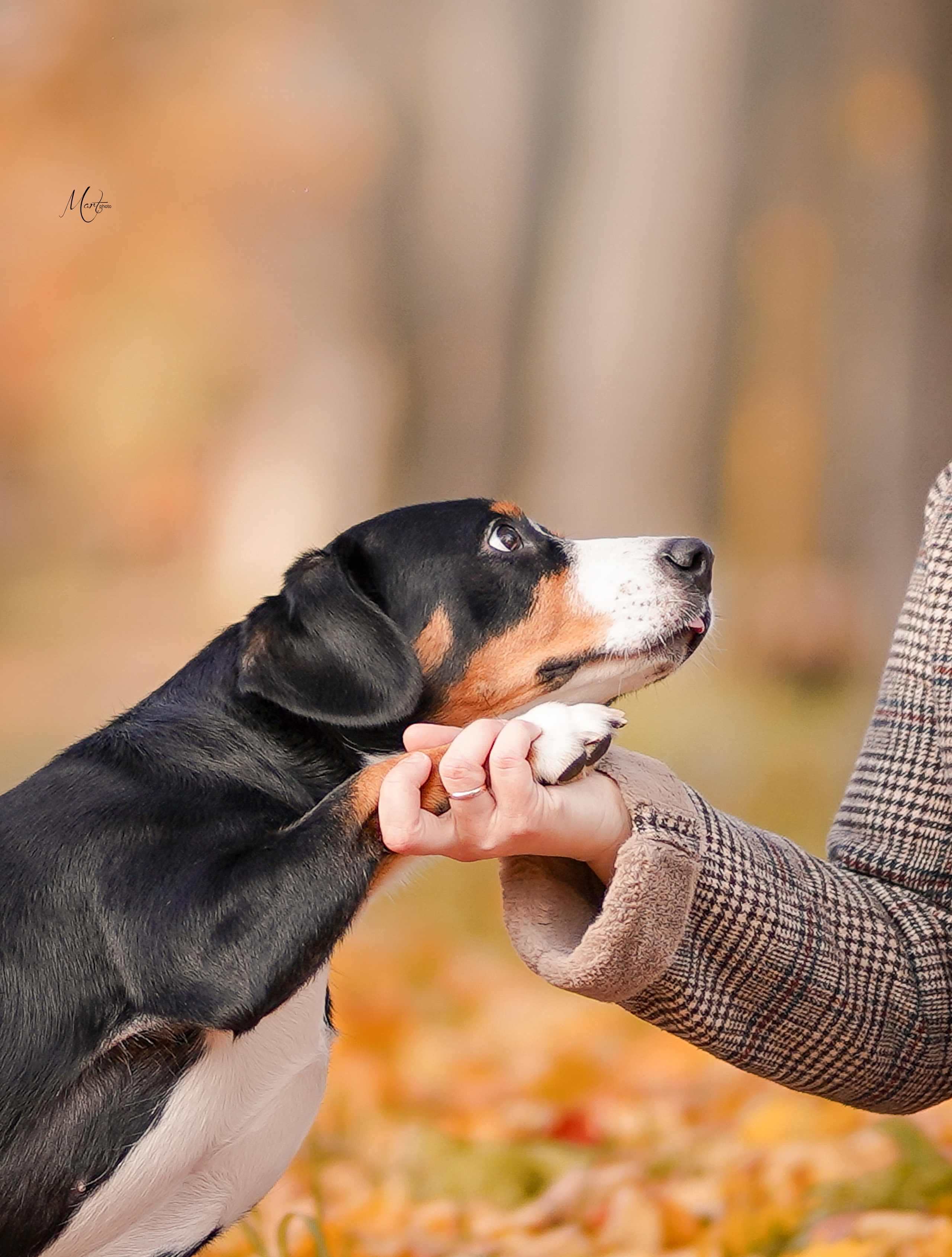 Ксения и Ванда. Фотограф-анималист в Санкт-Петербурге Яна Мартынова