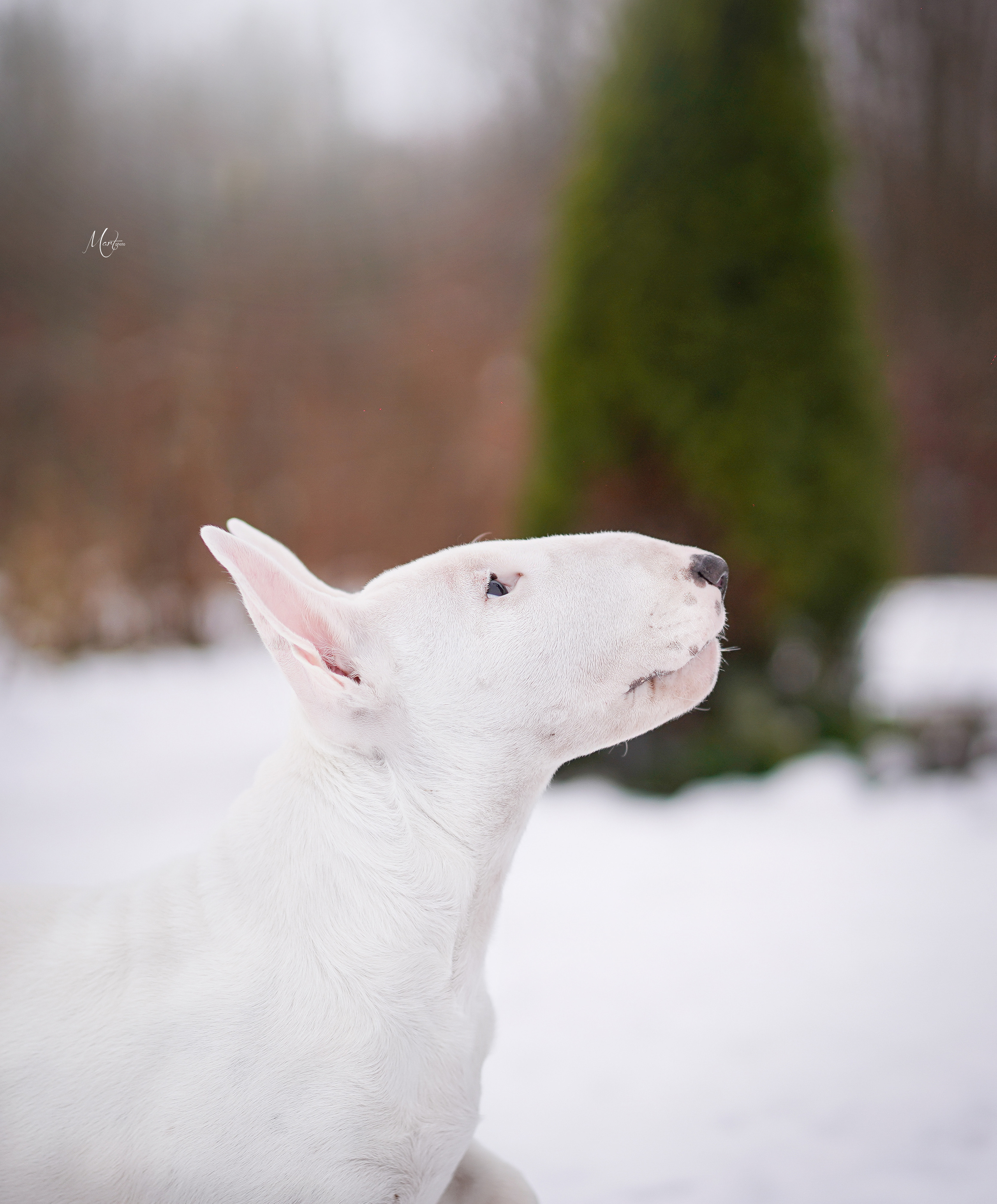 Щенки бультерьера. Фотограф-анималист в Санкт-Петербурге Яна Мартынова