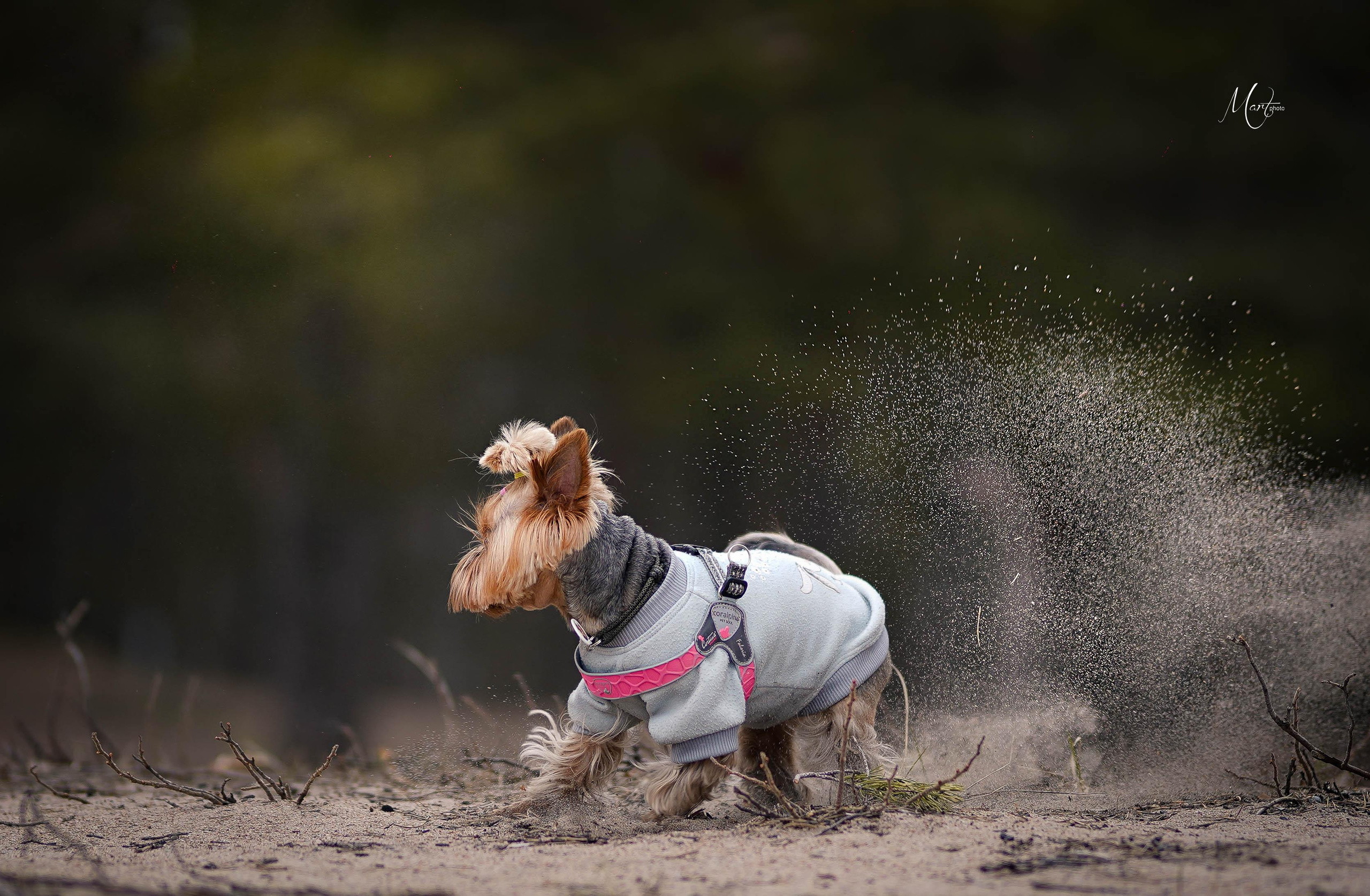 Эффи. Фотограф-анималист в Санкт-Петербурге Яна Мартынова
