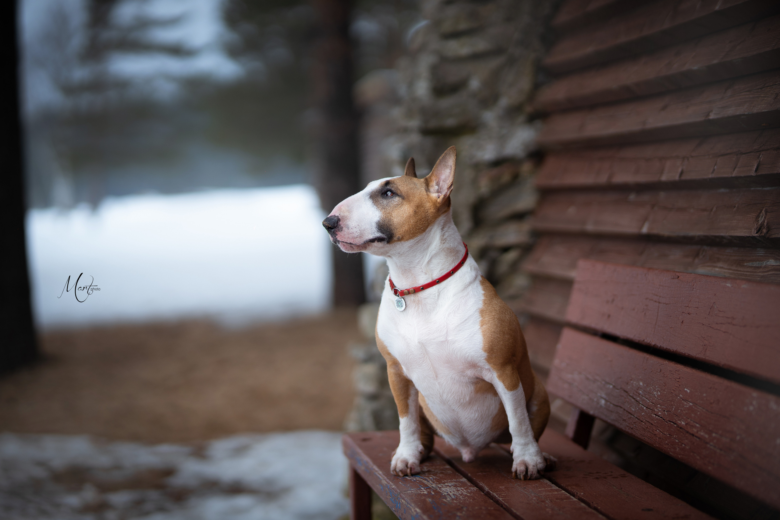 Пляж Финского залива в марте. Фотограф-анималист в Санкт-Петербурге Яна Мартынова